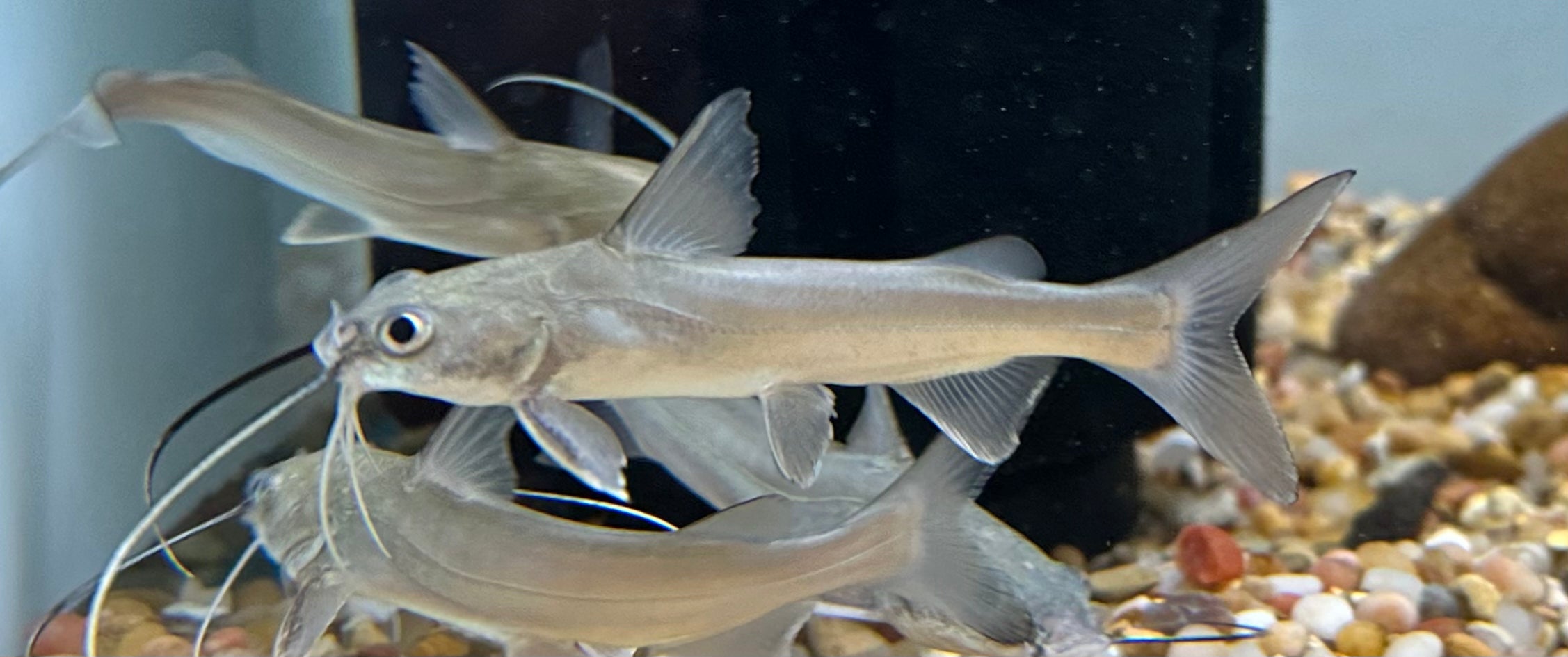 Colmbian Shark (2-2.5”)