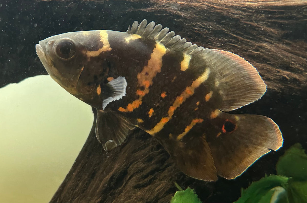 Bumblebee Oscar (3.5-4”)