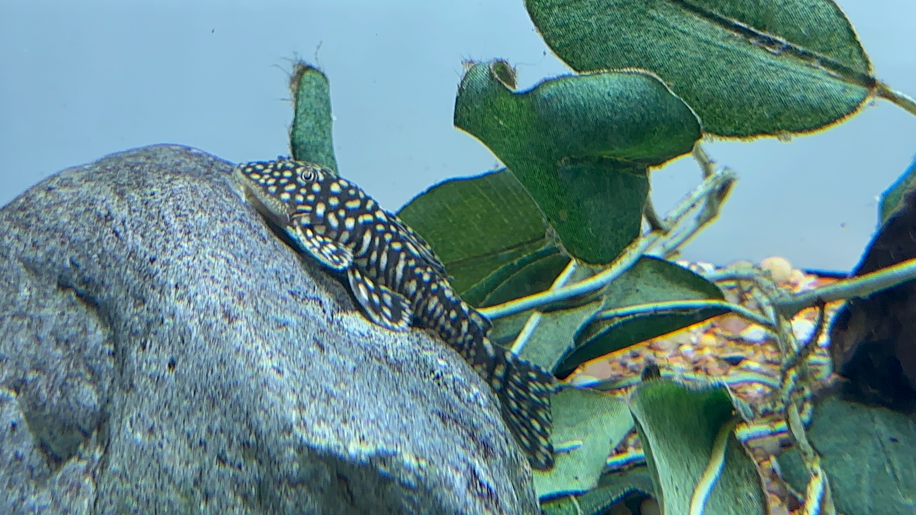 Pleco pizarra (2”+)