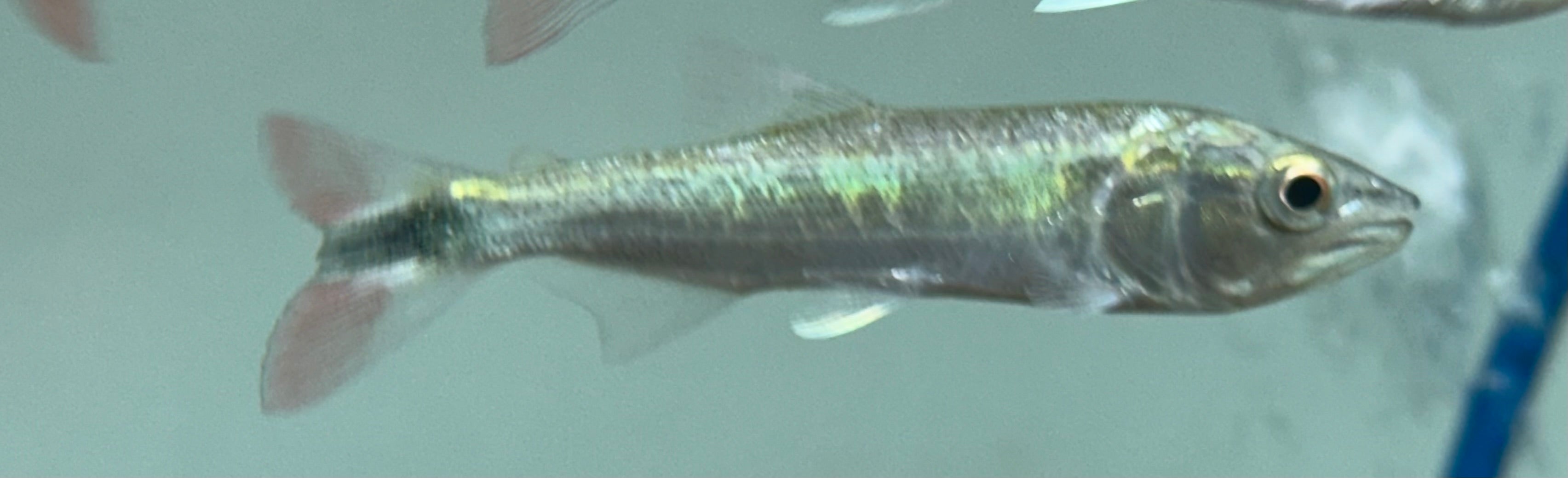 Affinis Dorado (3”)
