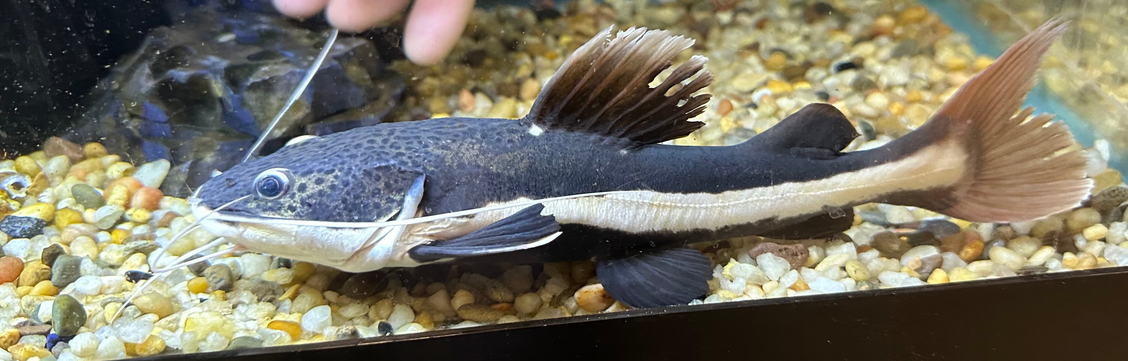 Redtail Catfish (9-10”)