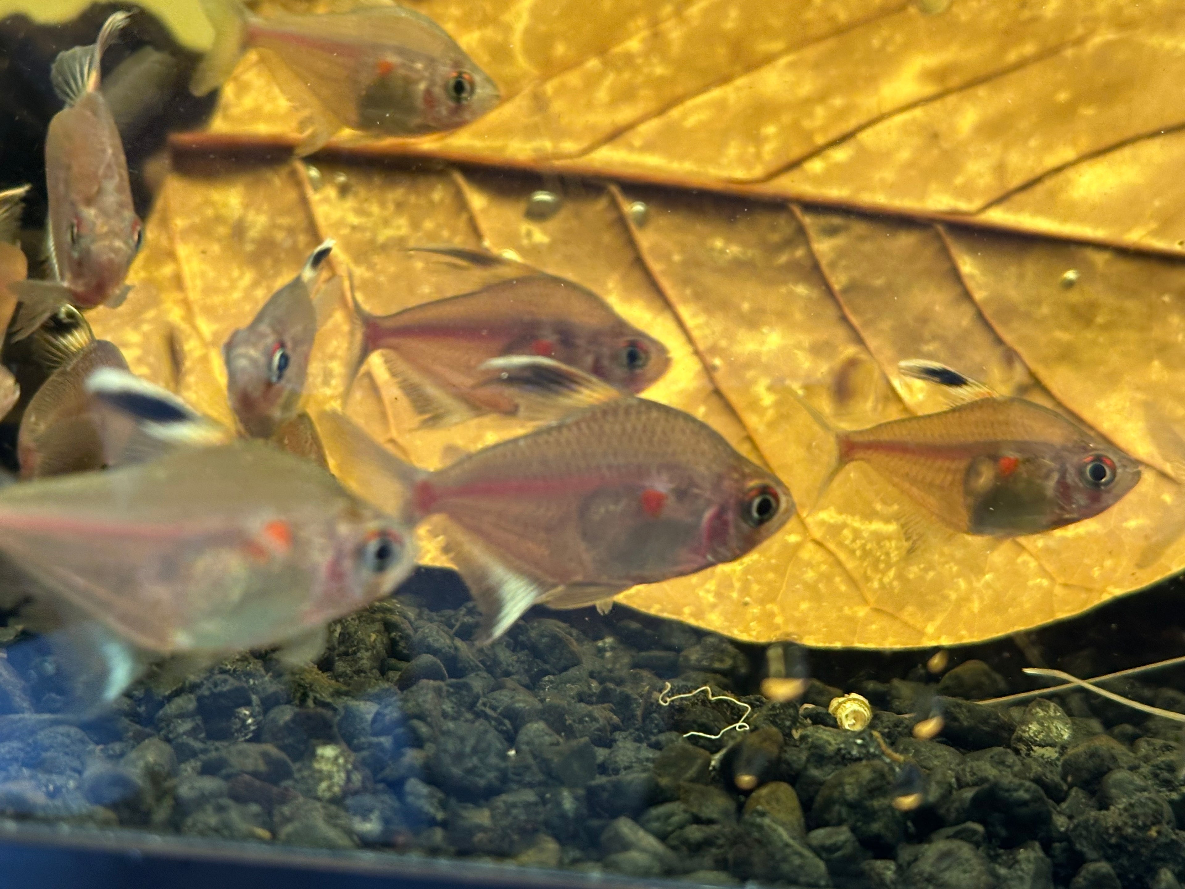 Bleeding Heart Tetra (1.25-1.5”)