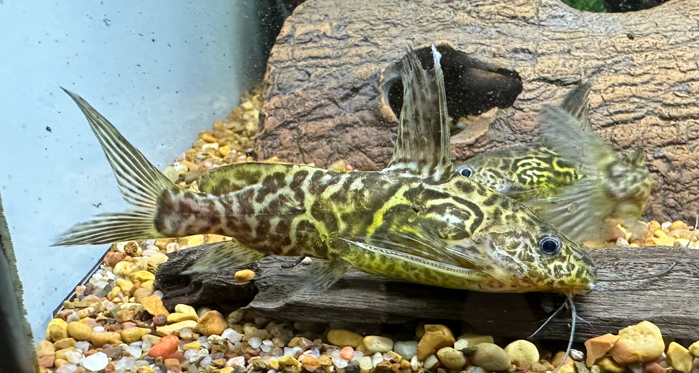 Schoutedenti Synodontis Catfish (2.5-3”)