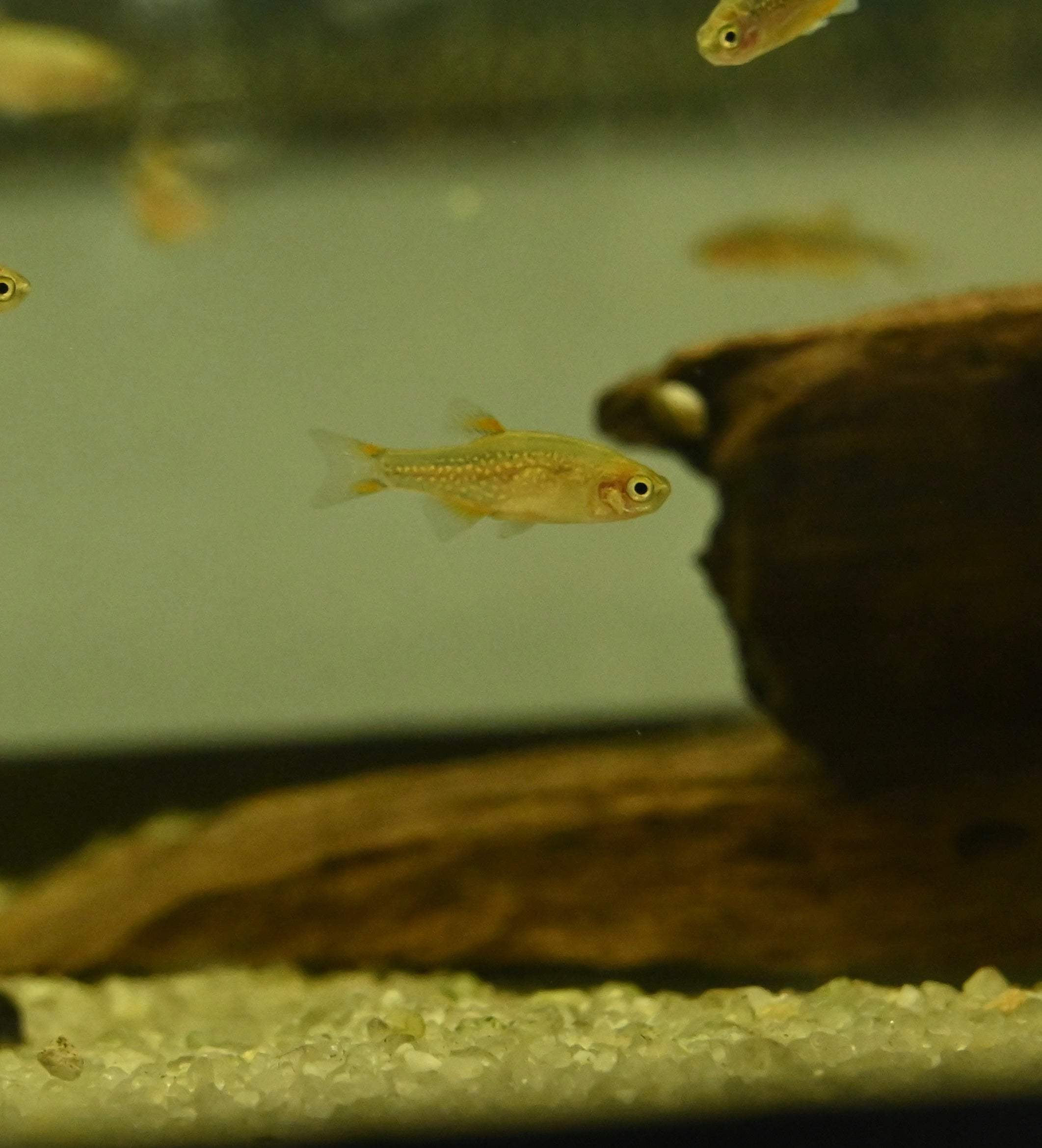 Celestial Pearl Danio (0.75-1”)