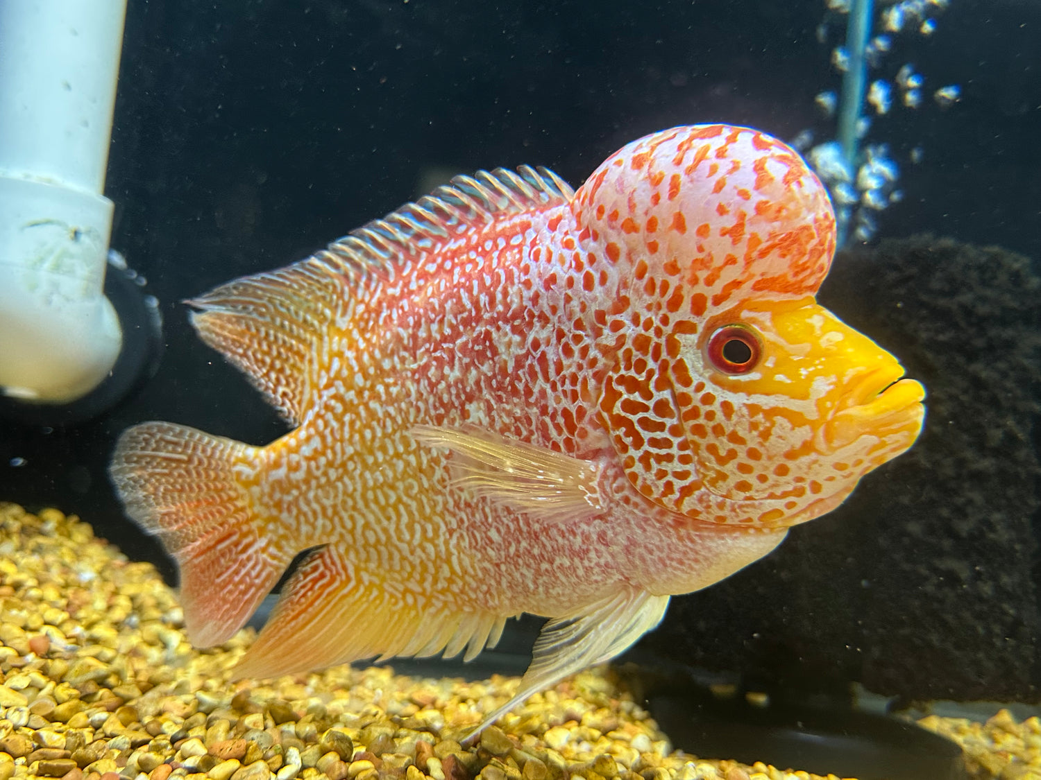 XL Goldenbase Flowerhorn (7”)