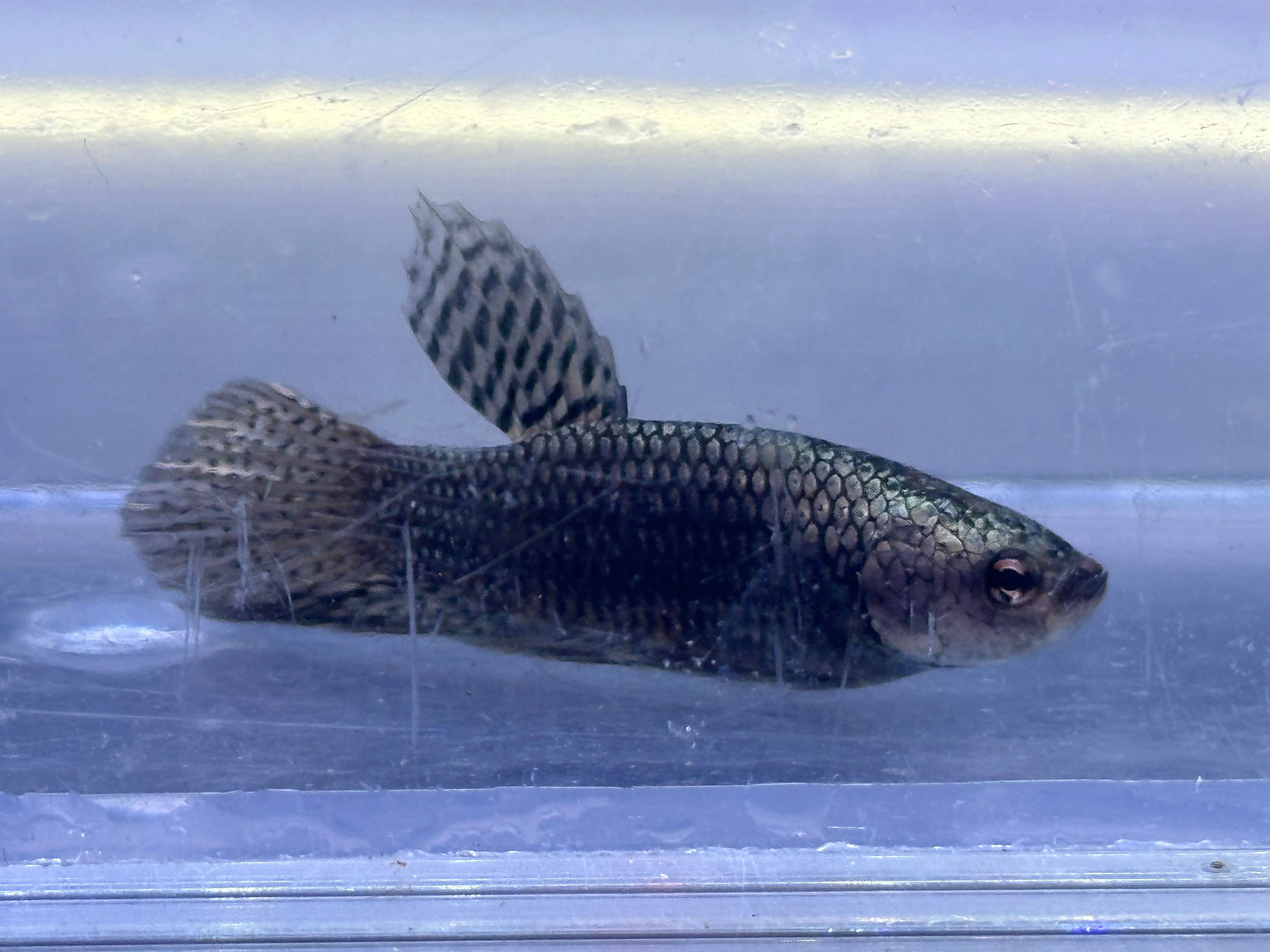 Grey Alien Betta Male (2”)
