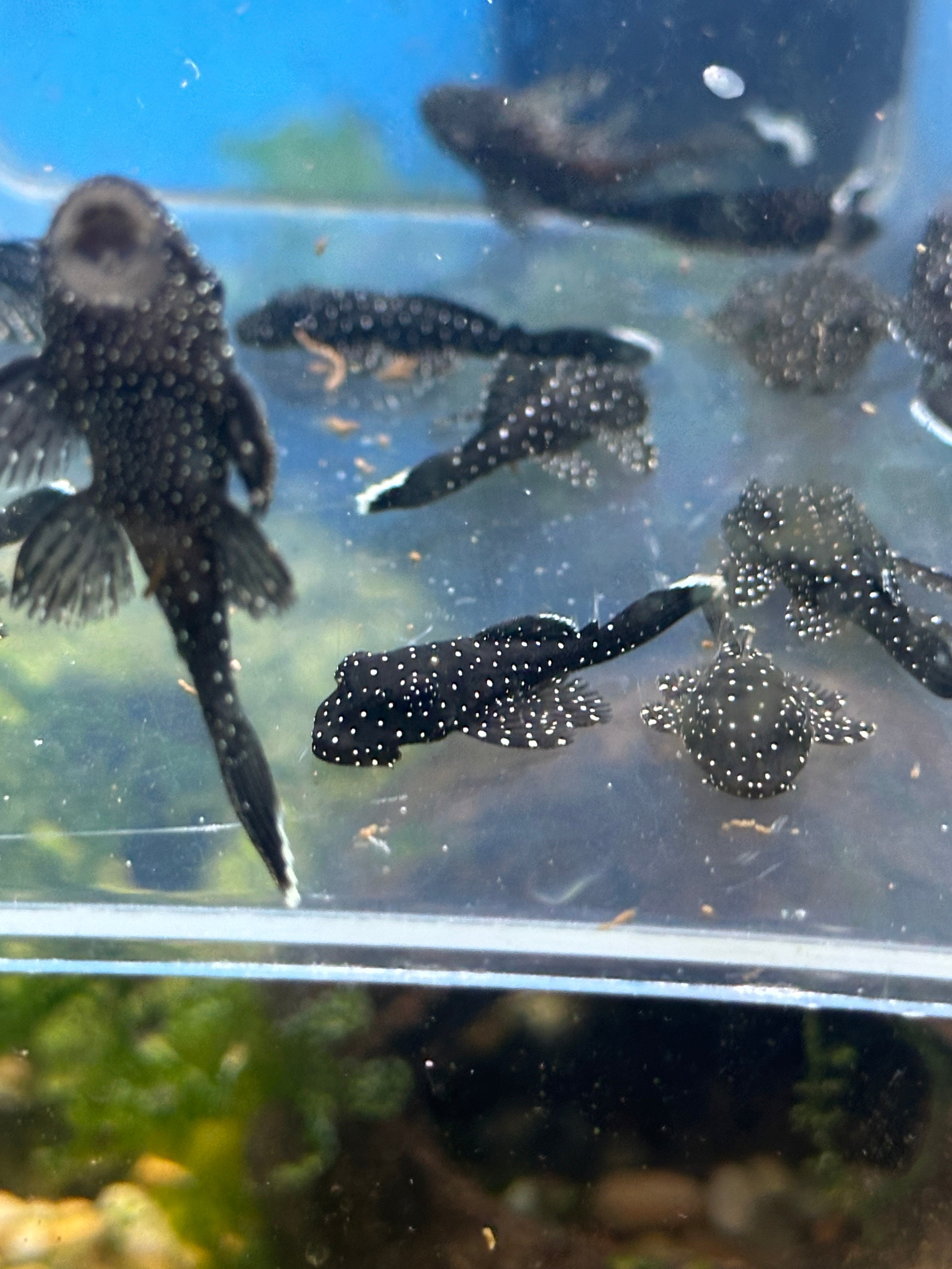 L181 Peppermint Bushynose Pleco (1.25”)