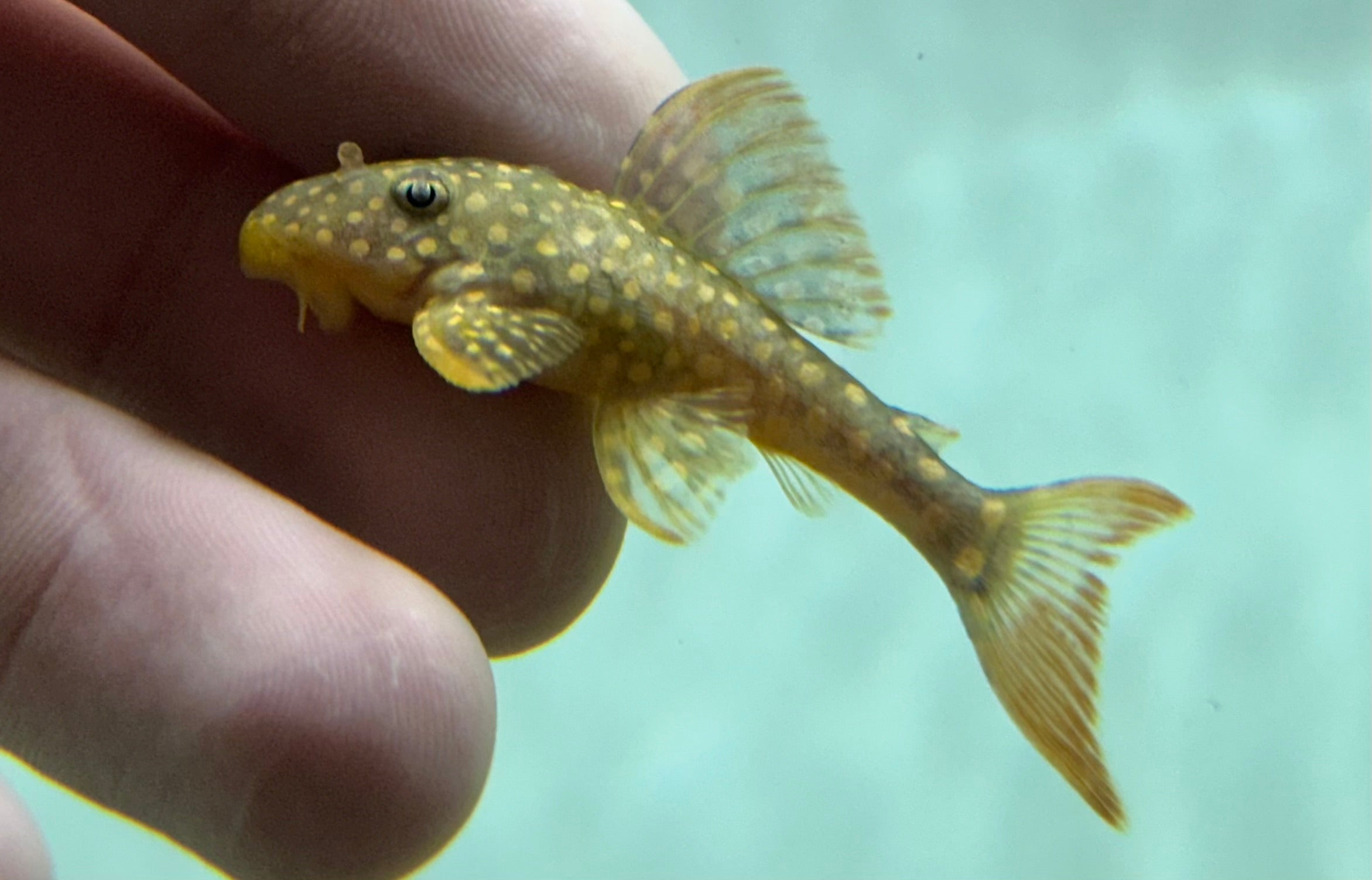 Captive Bred L014 Sunshine Pleco (1.75-2”)