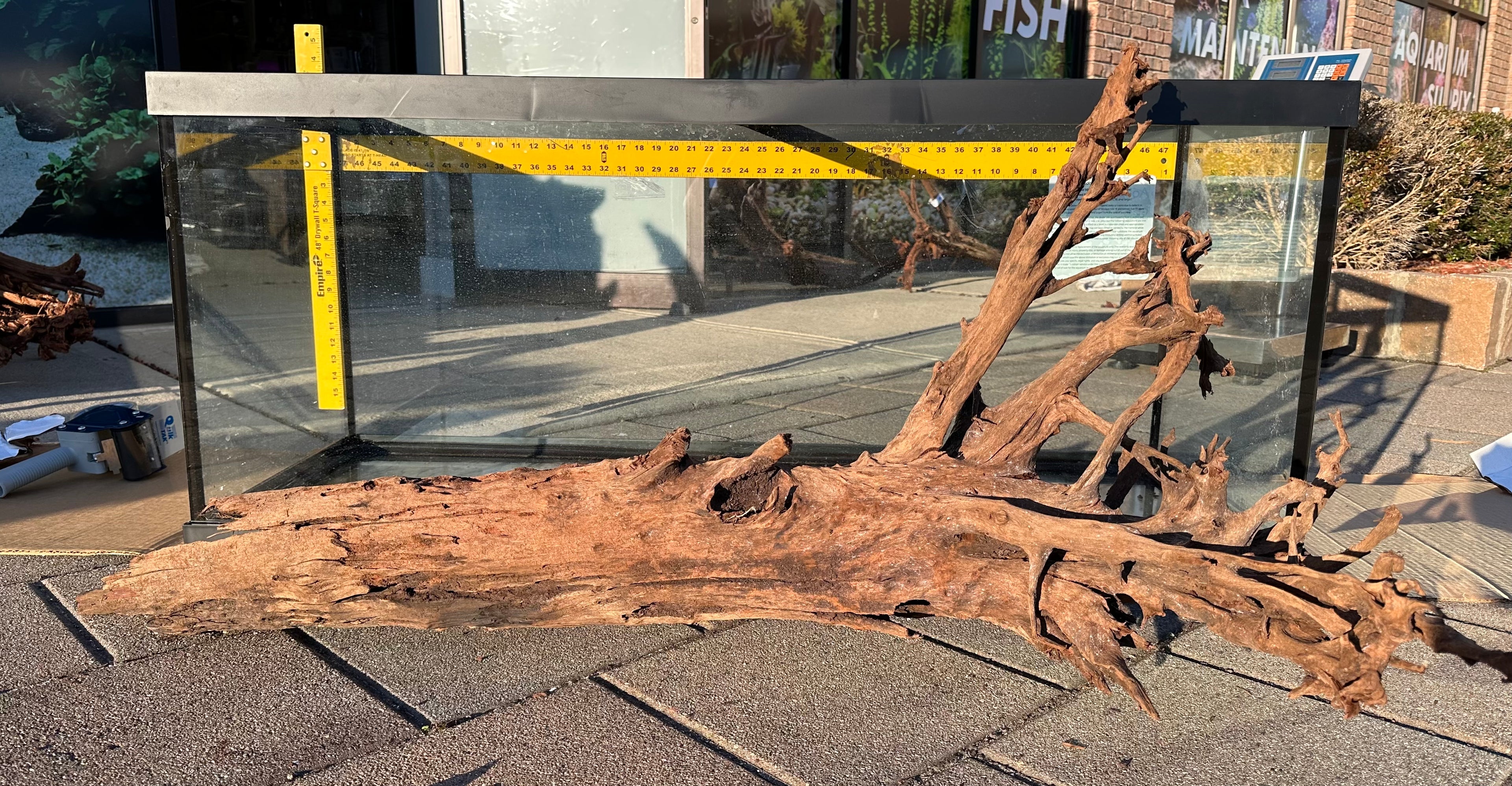 XL Malaysian Driftwood