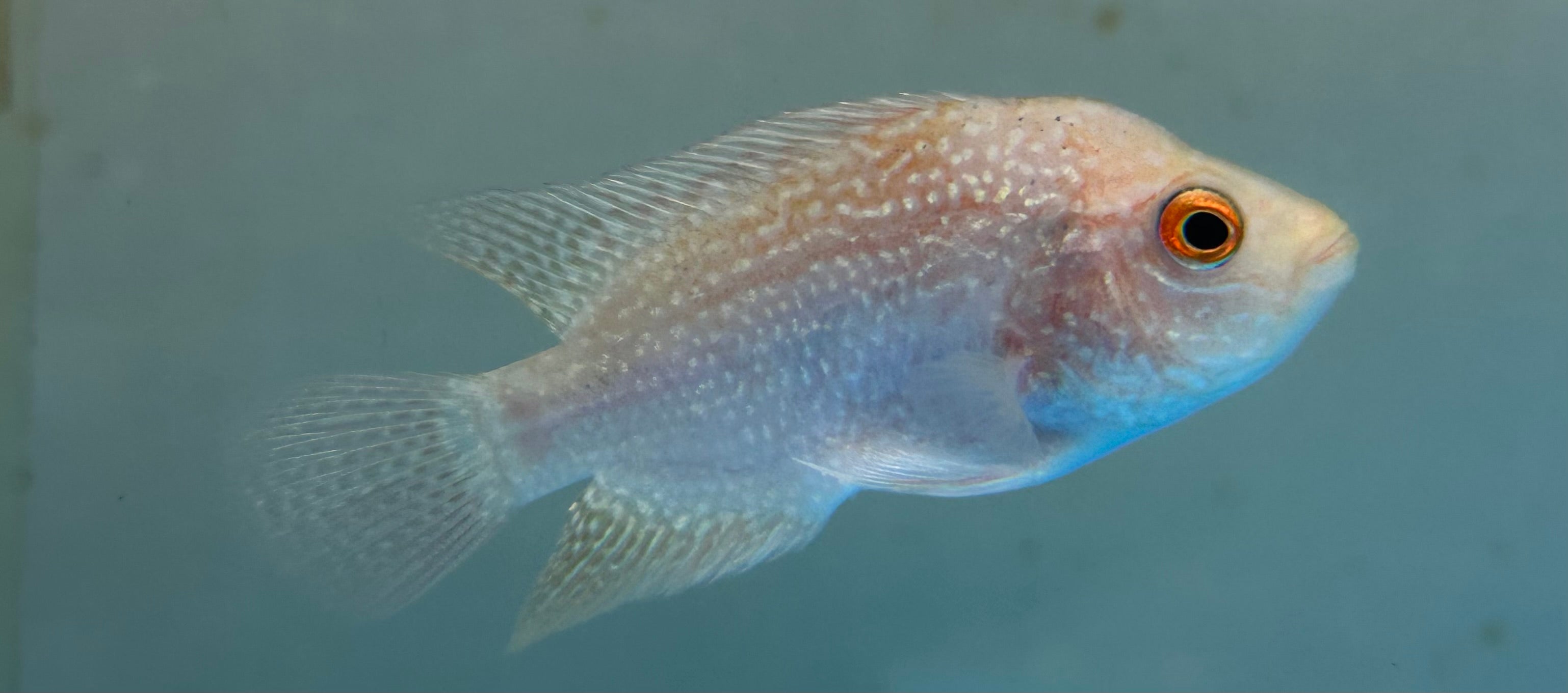 Goldenbase Flowerhorn (3”)