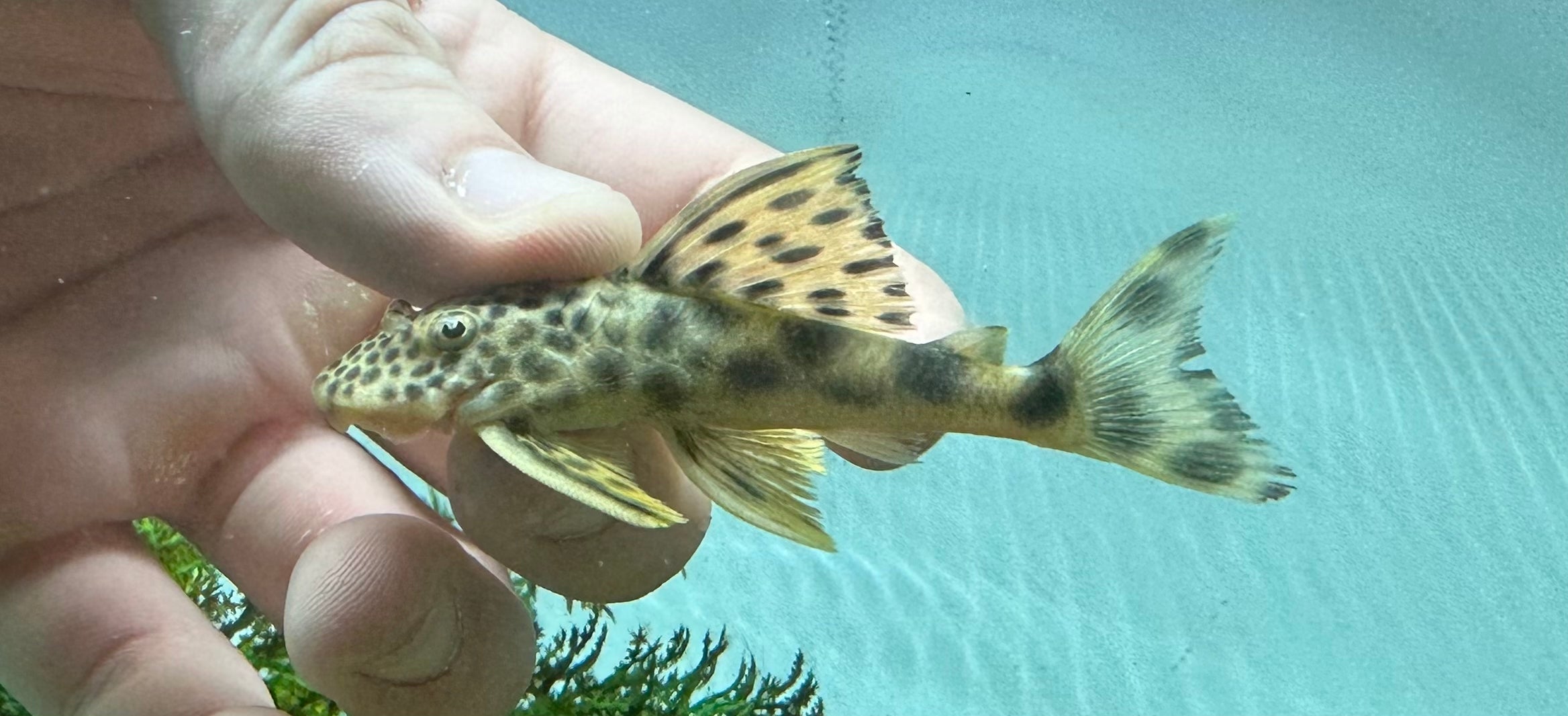 L075 Para Pleco (2.5”)