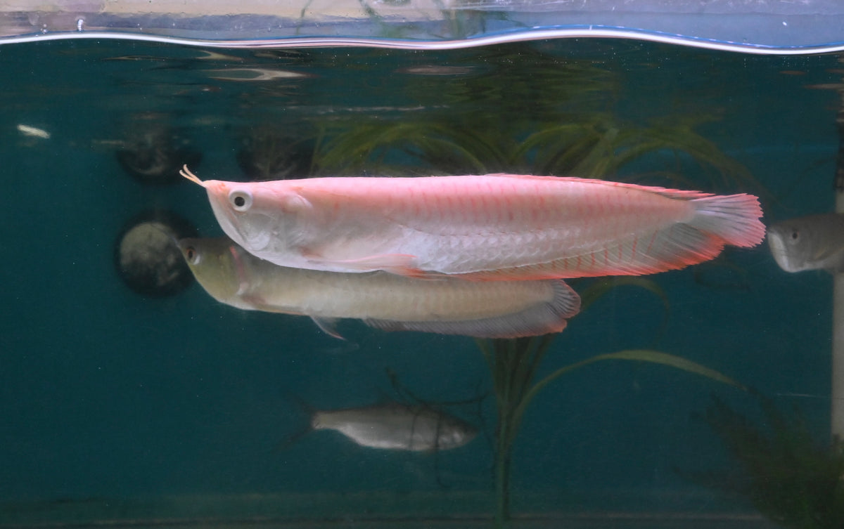 Albino Silver Arowana (9-10”+)