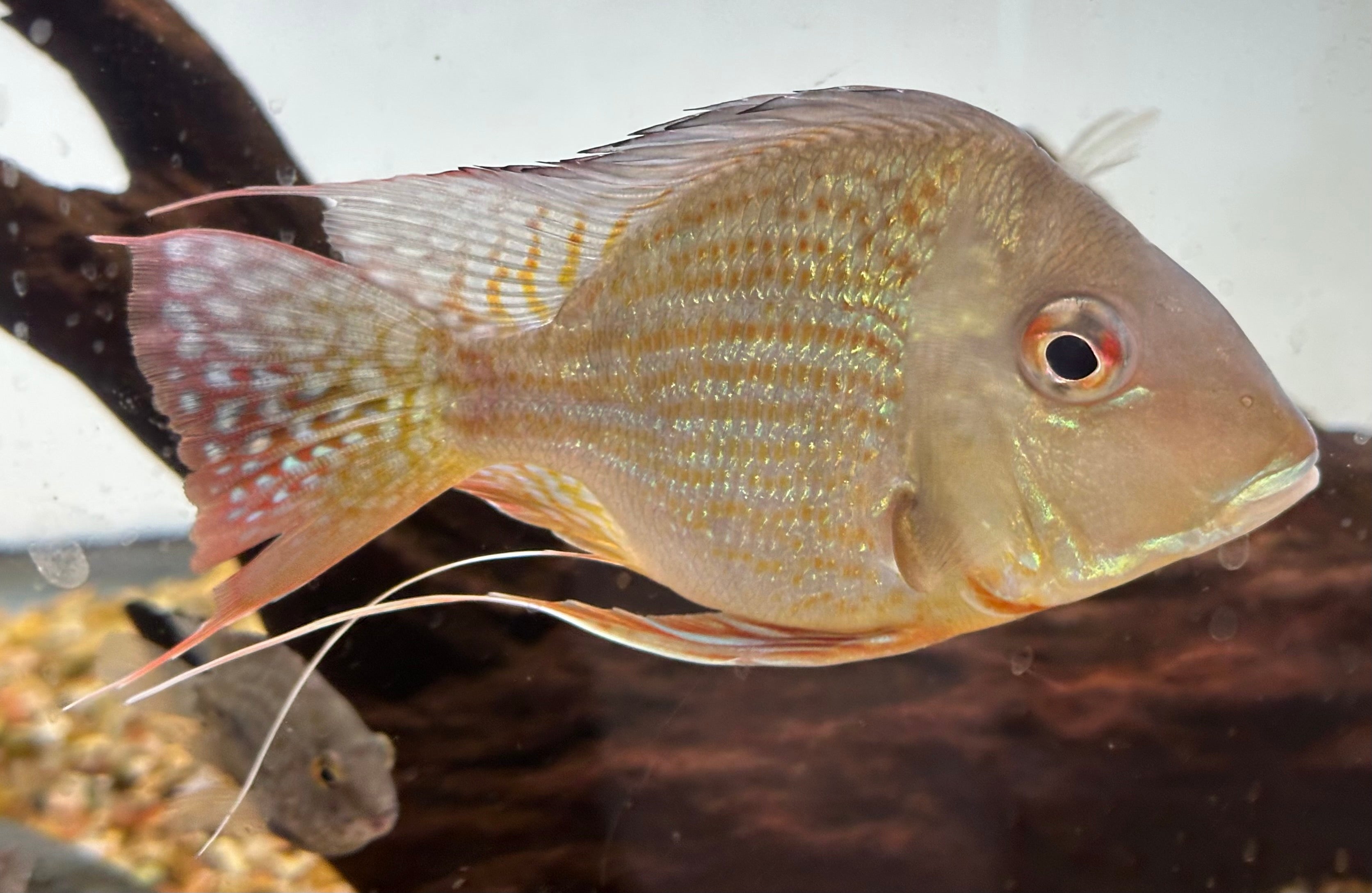 XL Shortbody Surinamensis Geophagus (6”)
