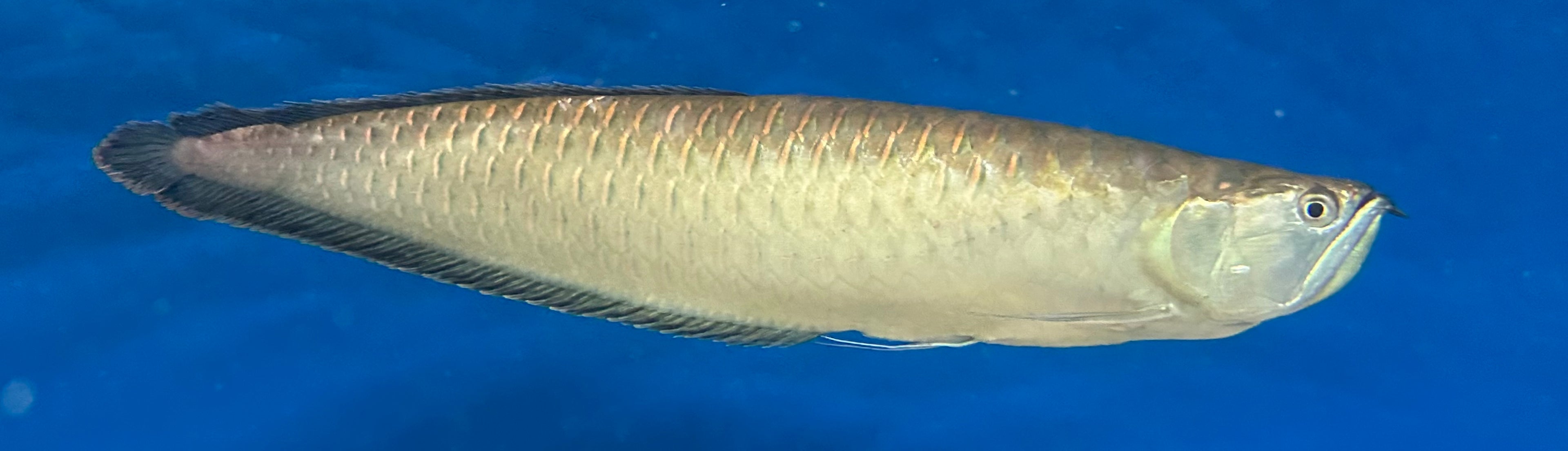 JUMBO Black Arowana (24”+)
