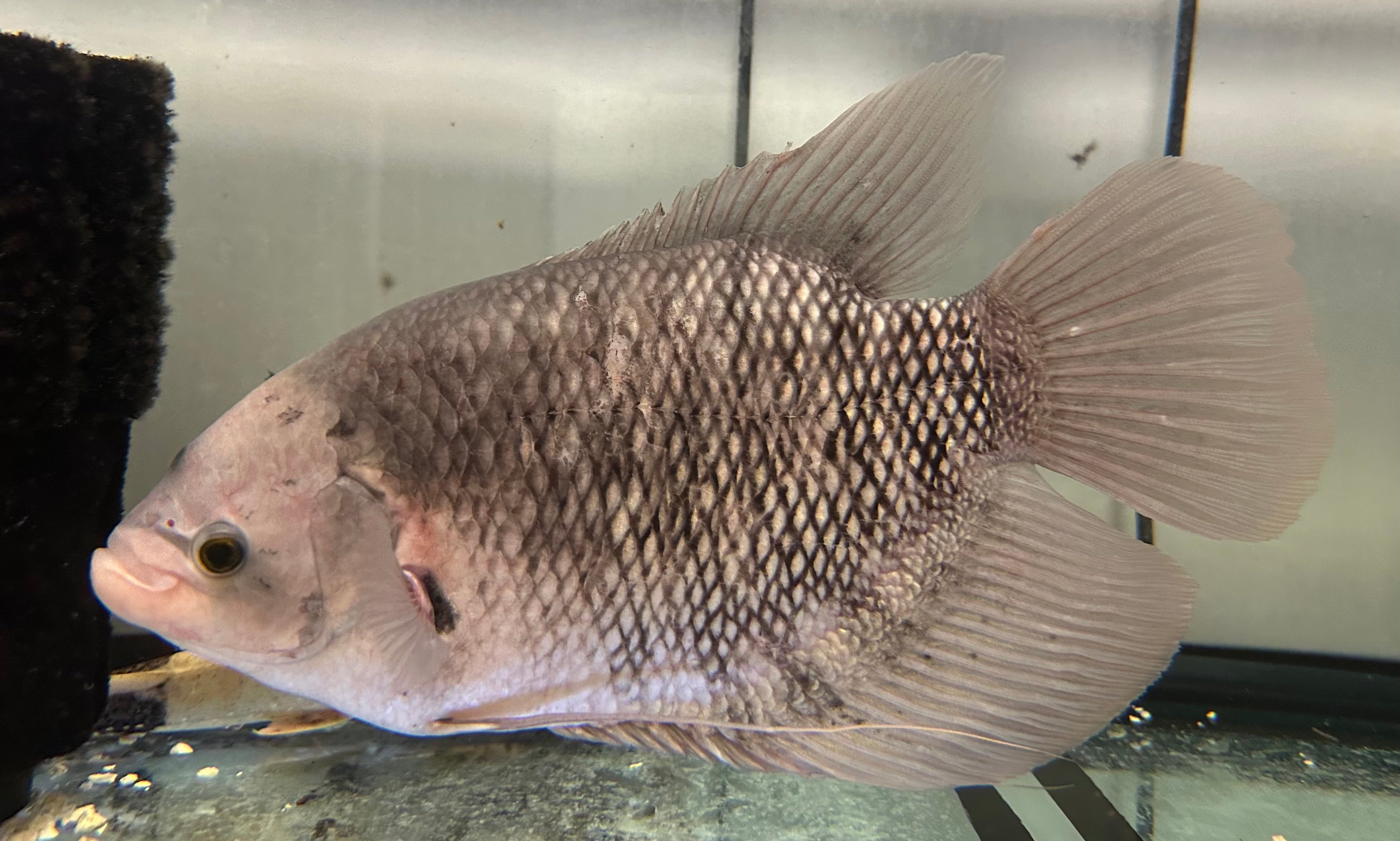 XL Giant Gourami (15-16”)