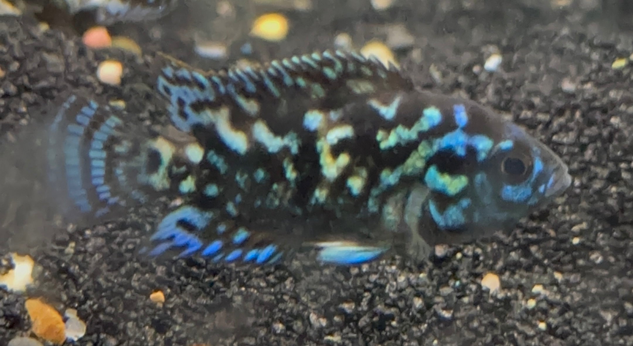 Electric Blue Jack Dempsey (1.5”)