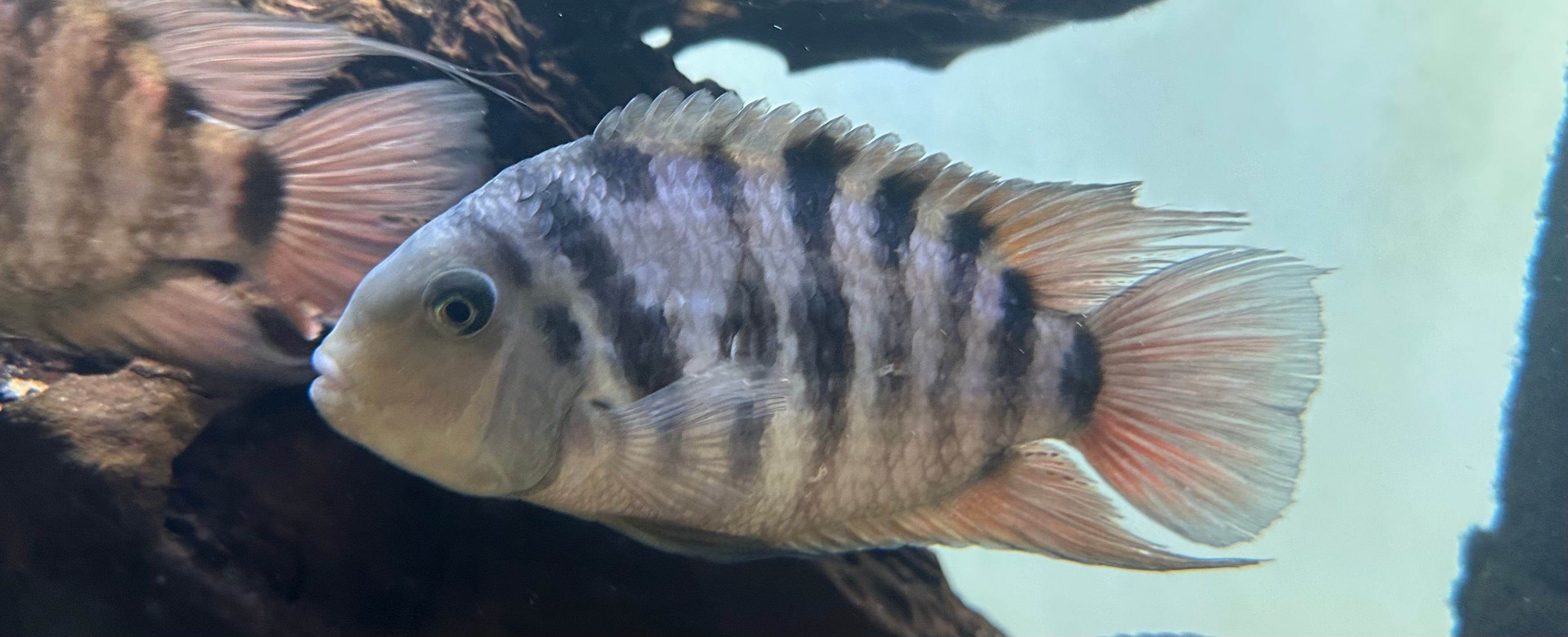 Jumbo Convict Cichlid (5”)