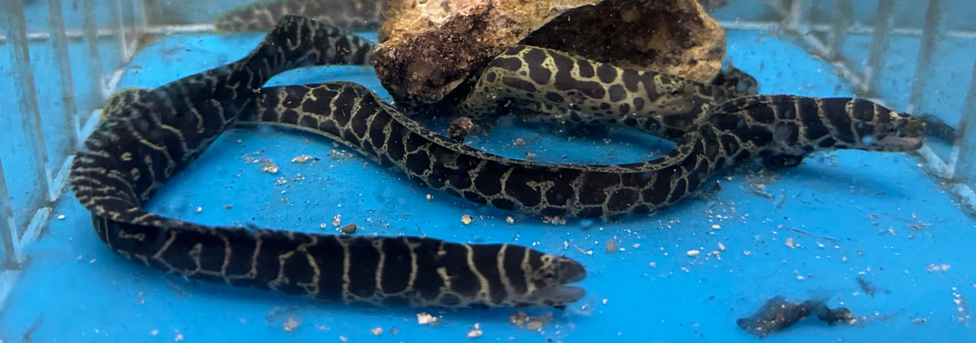 Chain Link Moray Eel (7-8”)