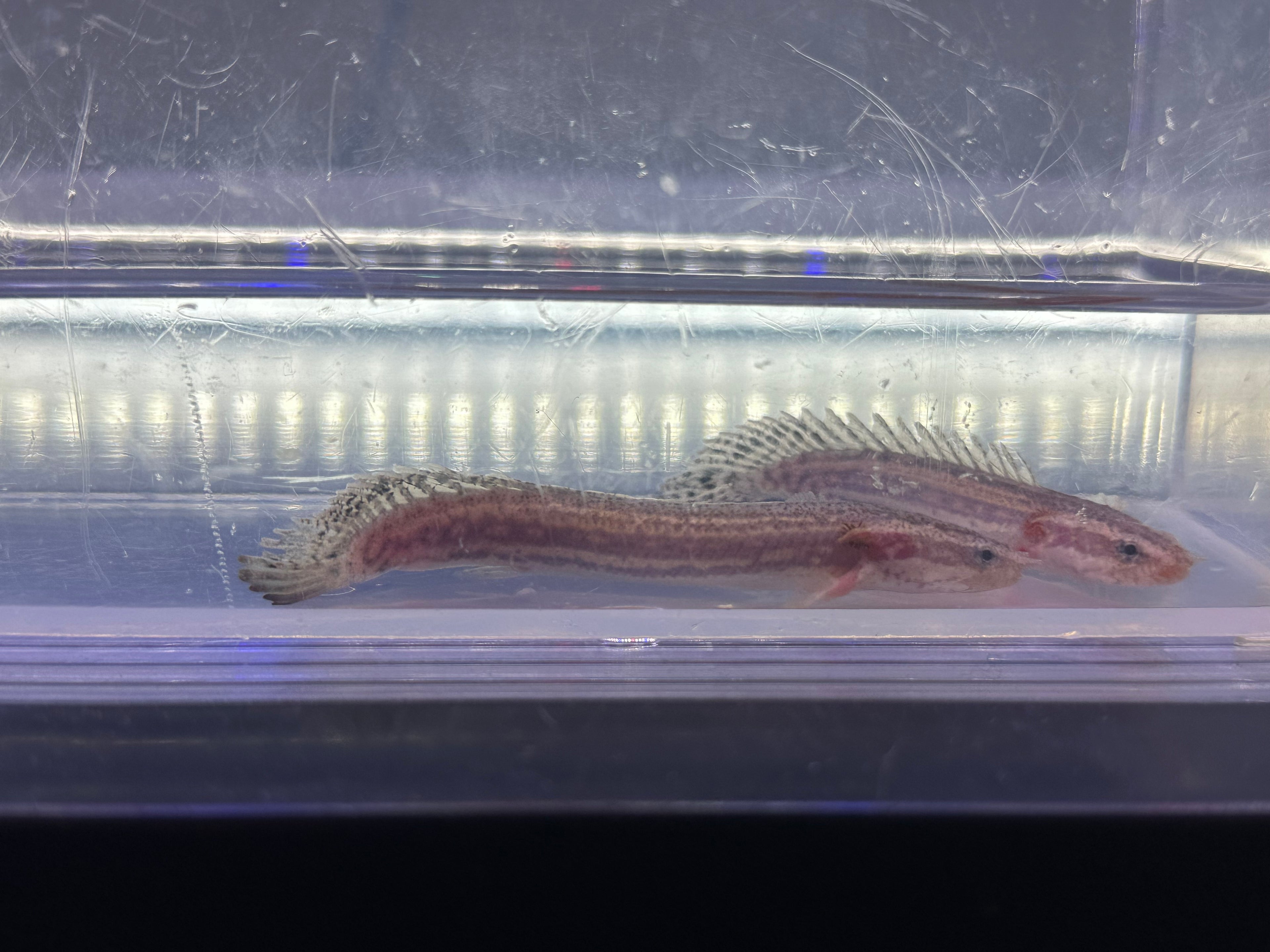 Baby Lapradai Polypterus (2.75-3”)
