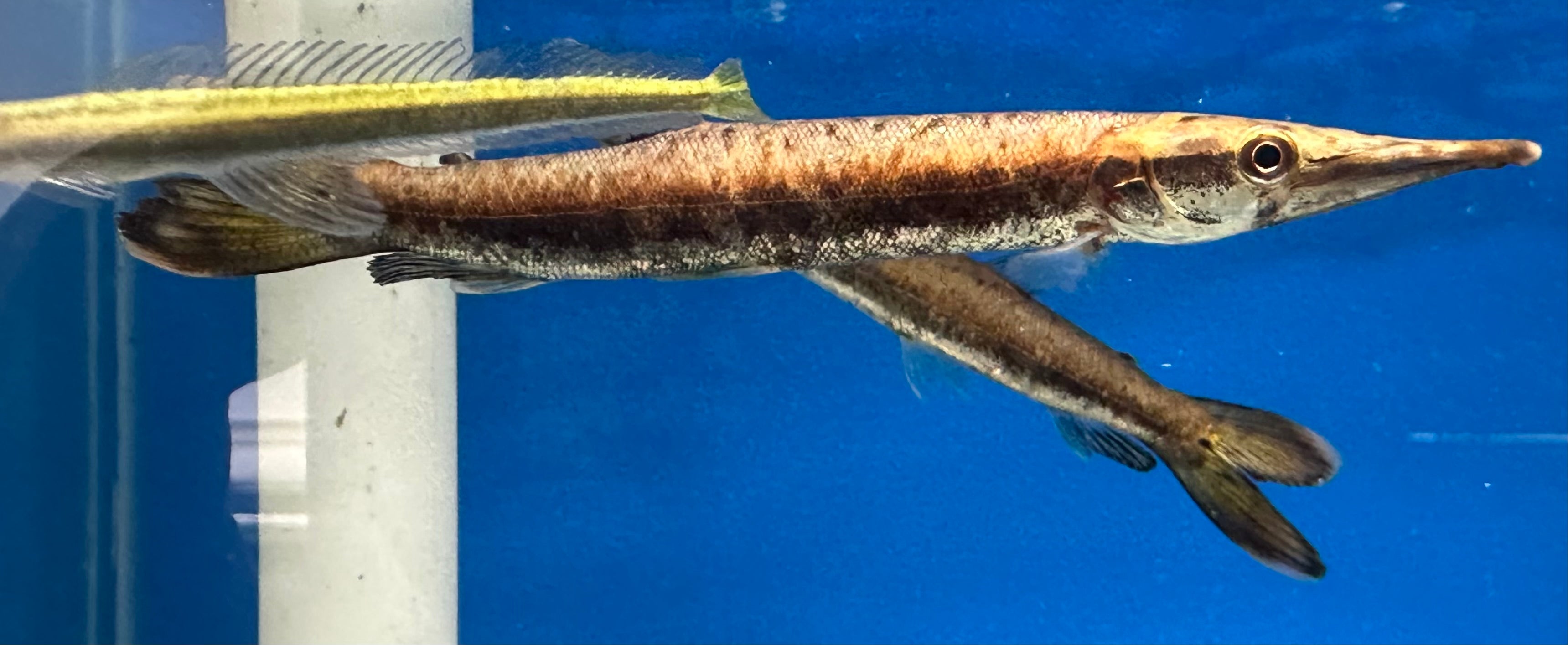 Bicuda Giant Pike Characin (6-7”)