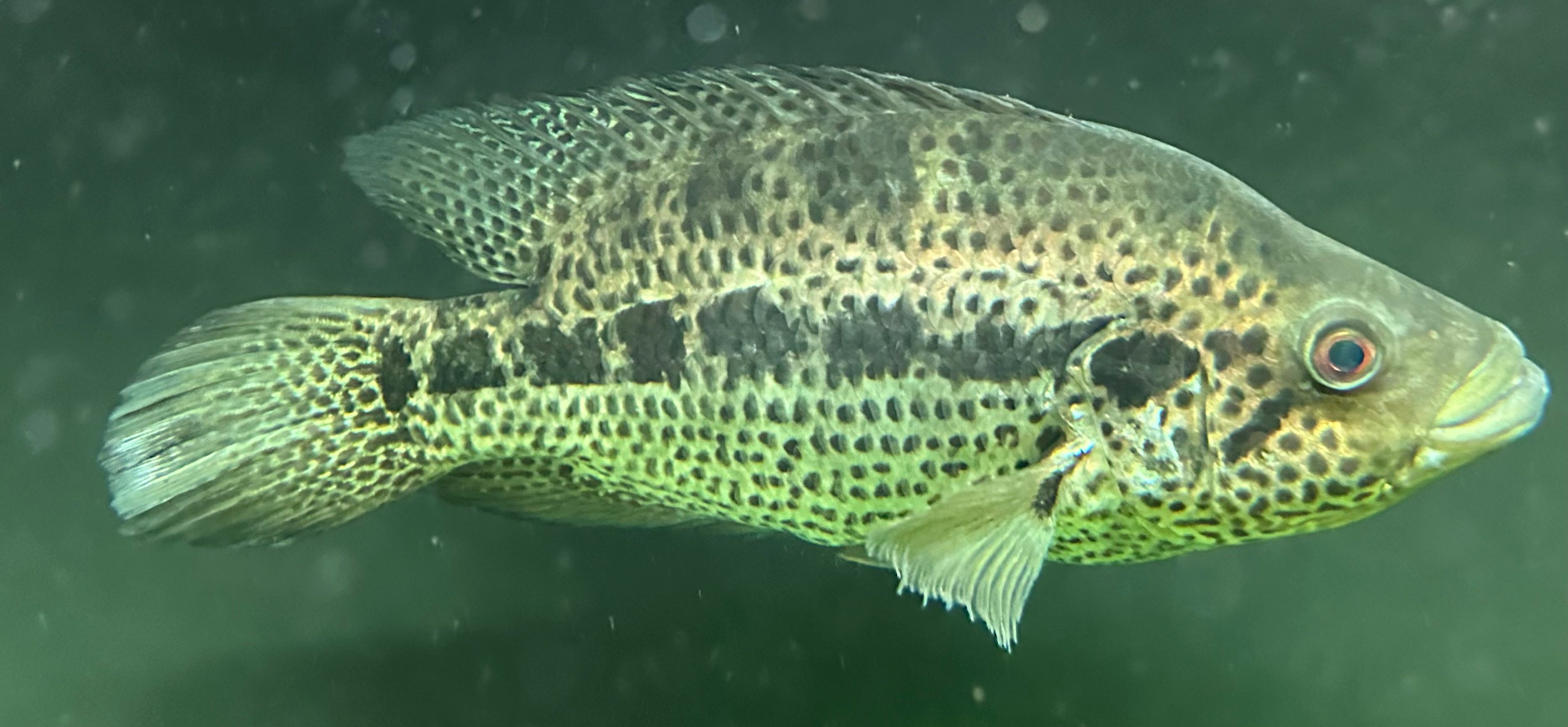 XL Dovii x Jaguar Hybrid Cichlid (11-12”)