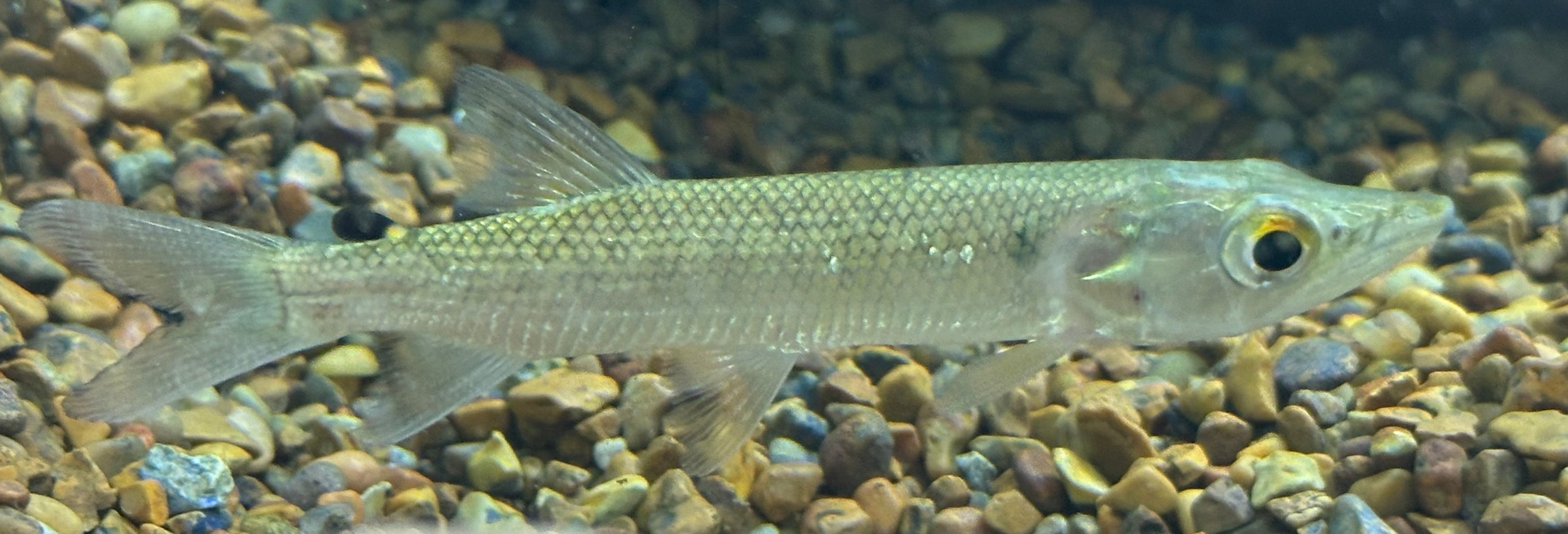 African Odoe Pike (4”)