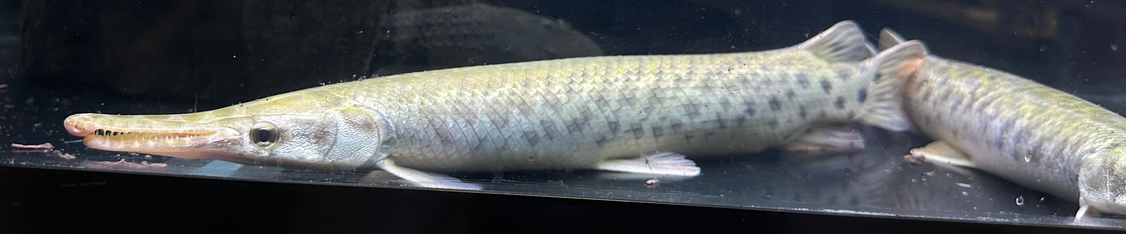 XL Florida Gar (18”+)
