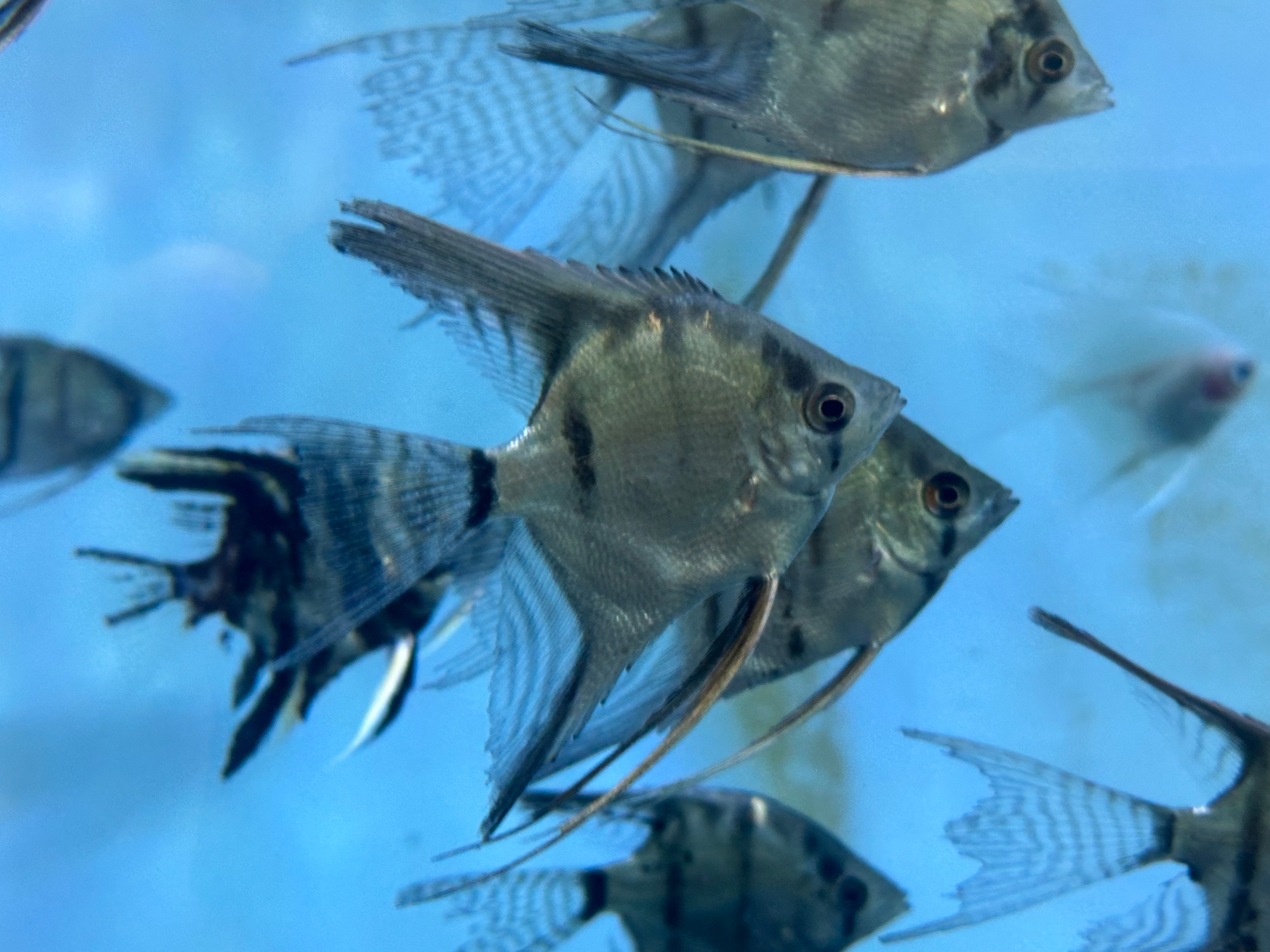 Assorted Angelfish (2-2.5”)
