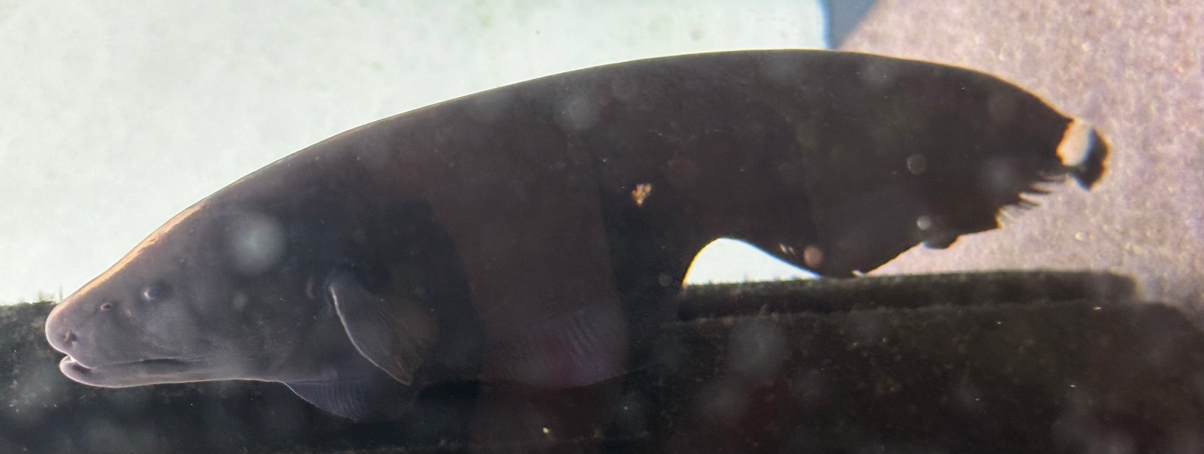 LARGE Black Ghost Knife (7-8”)
