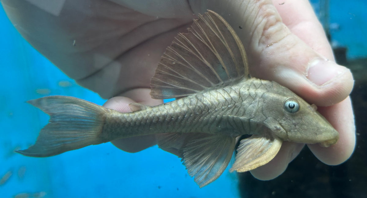 L137 Pleco de aleta roja de ojos azules (2,5-3”)