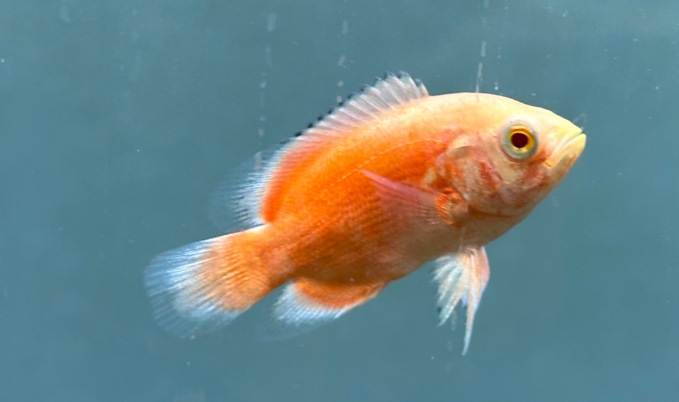 Chili Red Oscar (2”)