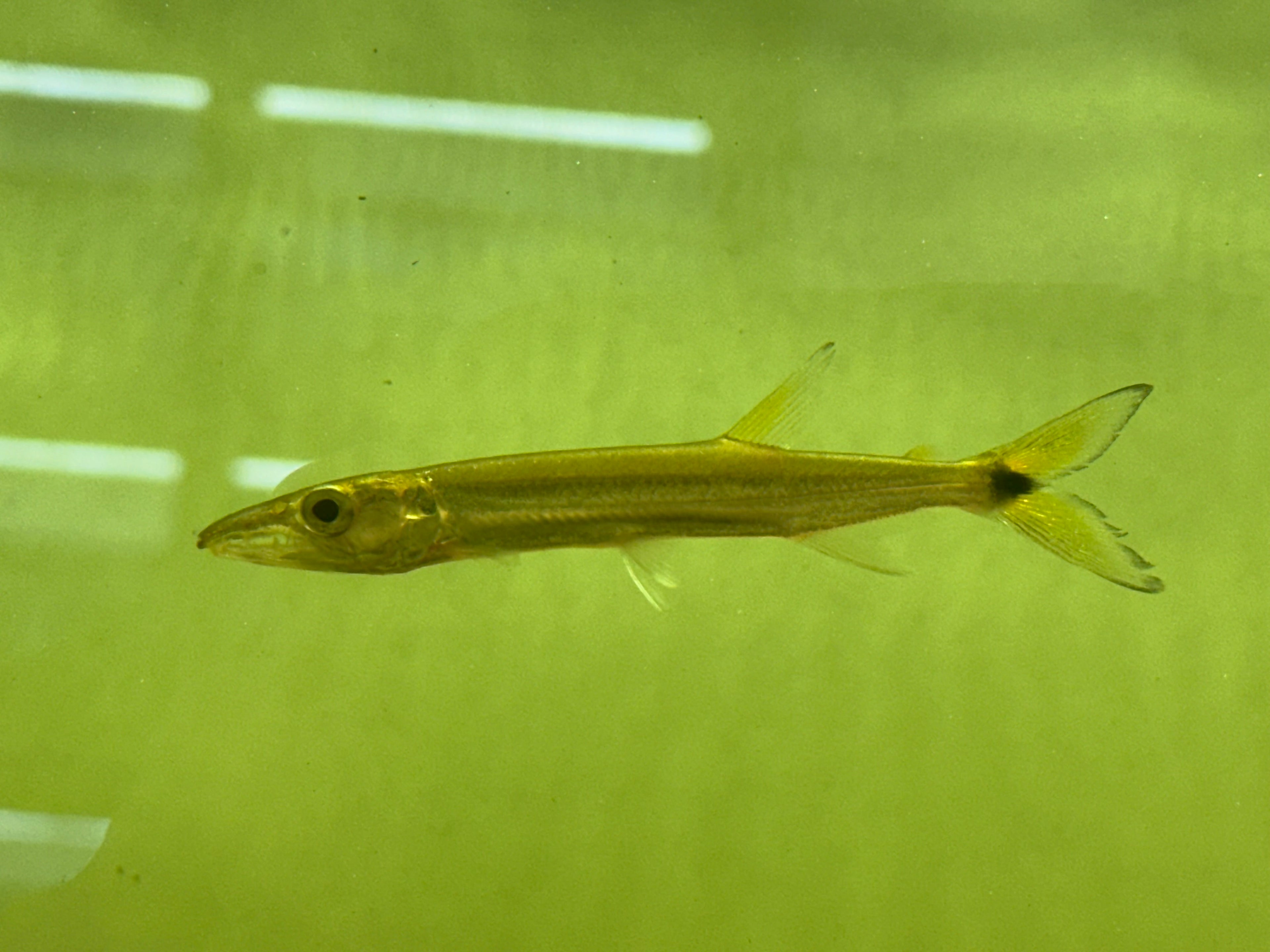 Yellow Fin Barracuda (3.5-4”)
