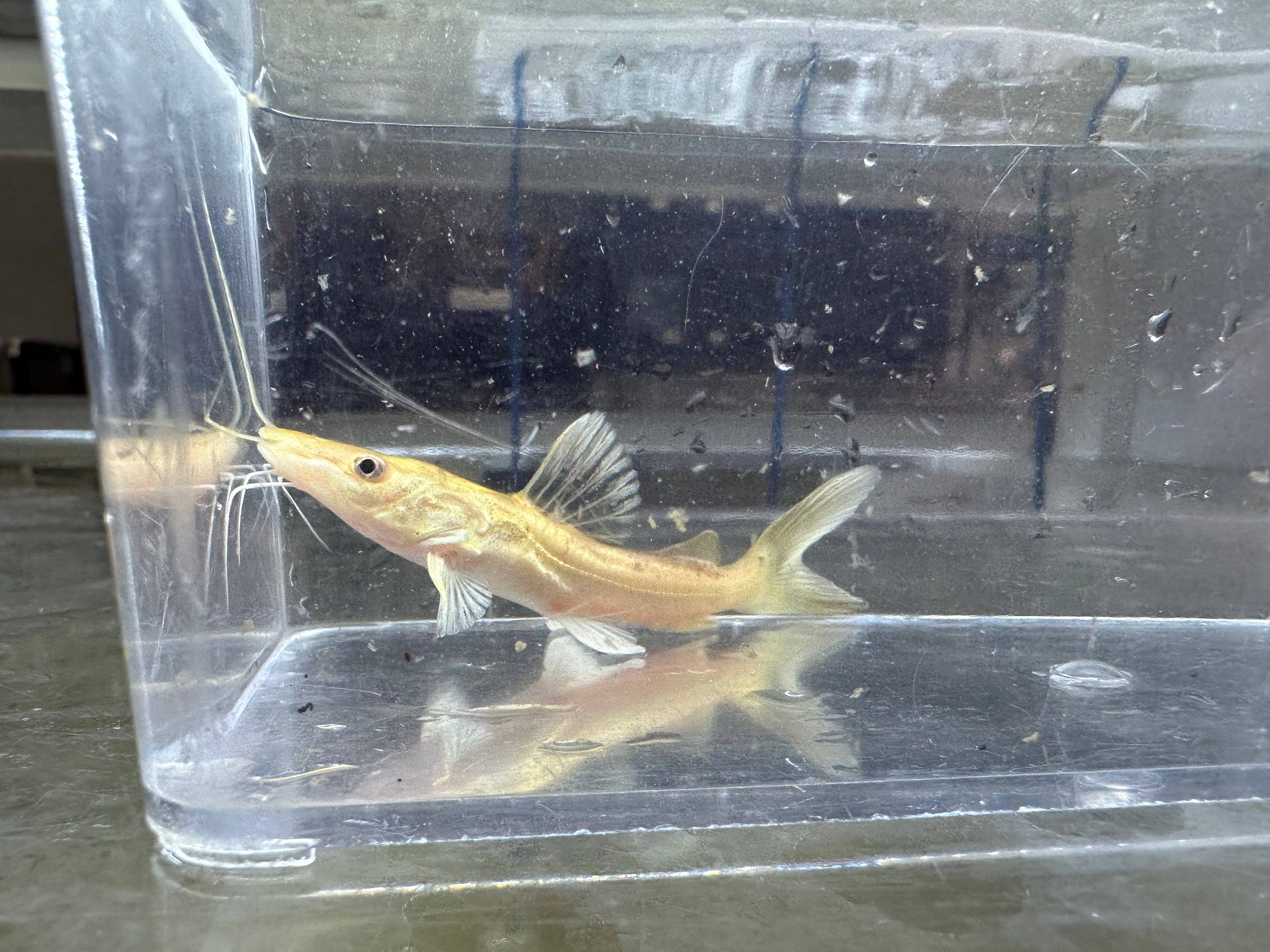 Platinum Tiger Shovelnose x Redtail Hybrid (4”)