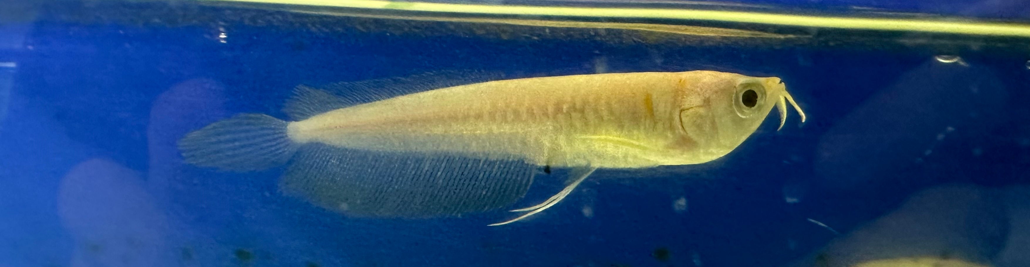Baby Albino Silver Arowana (2.5-3”)