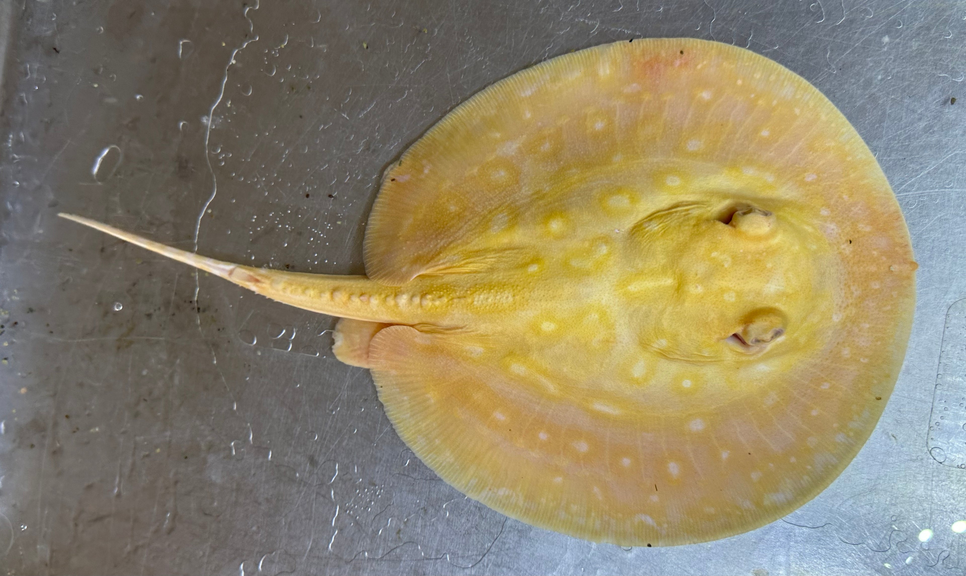 Albino Pearl Stingray (Female 6”)