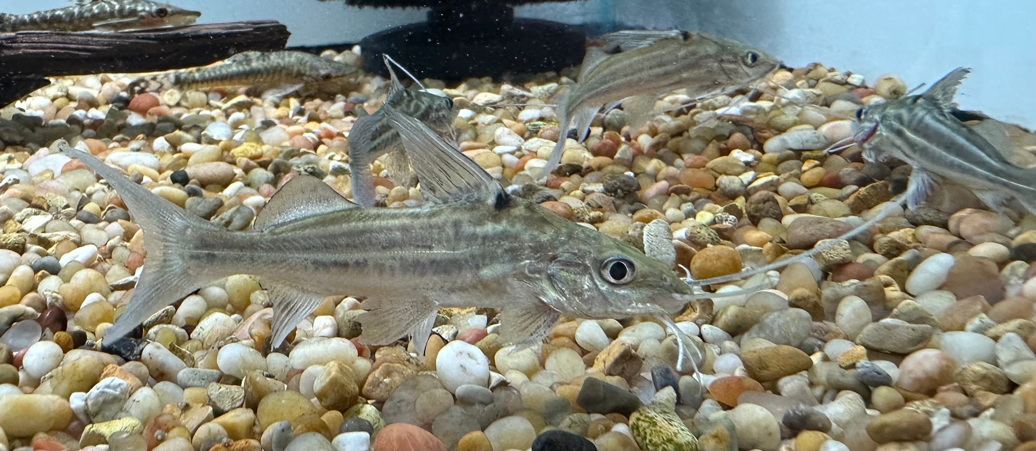 Four Line Pim Catfish (4”)