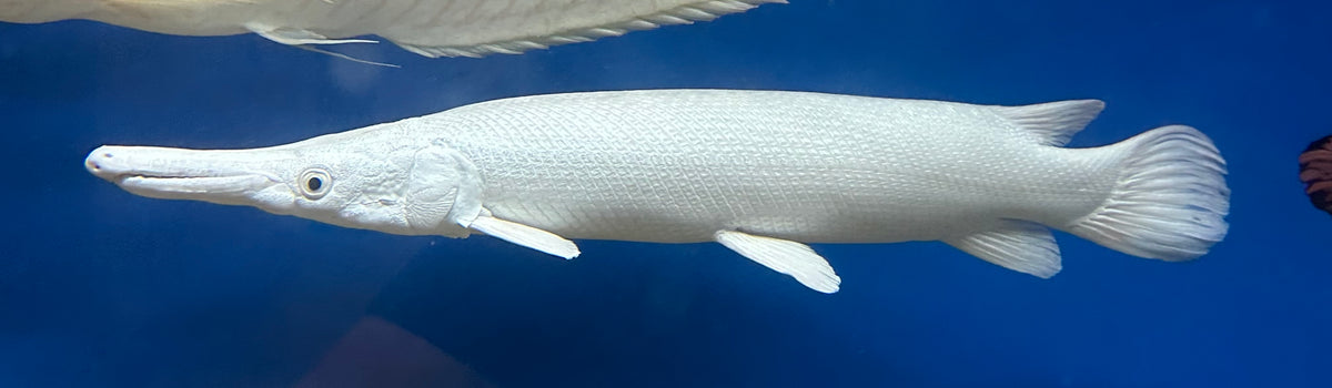 XL Platinum Alligator Gar (24”+)