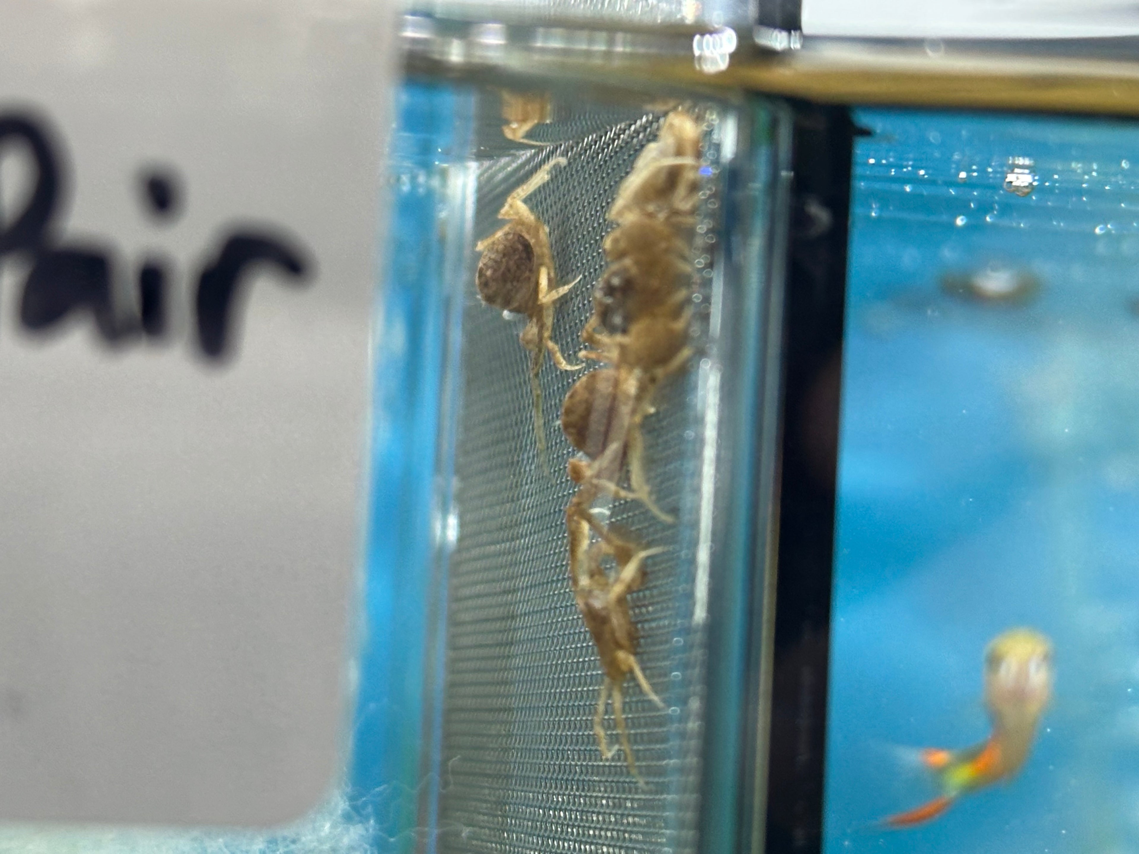 Thai Micro Crab (0.5”)