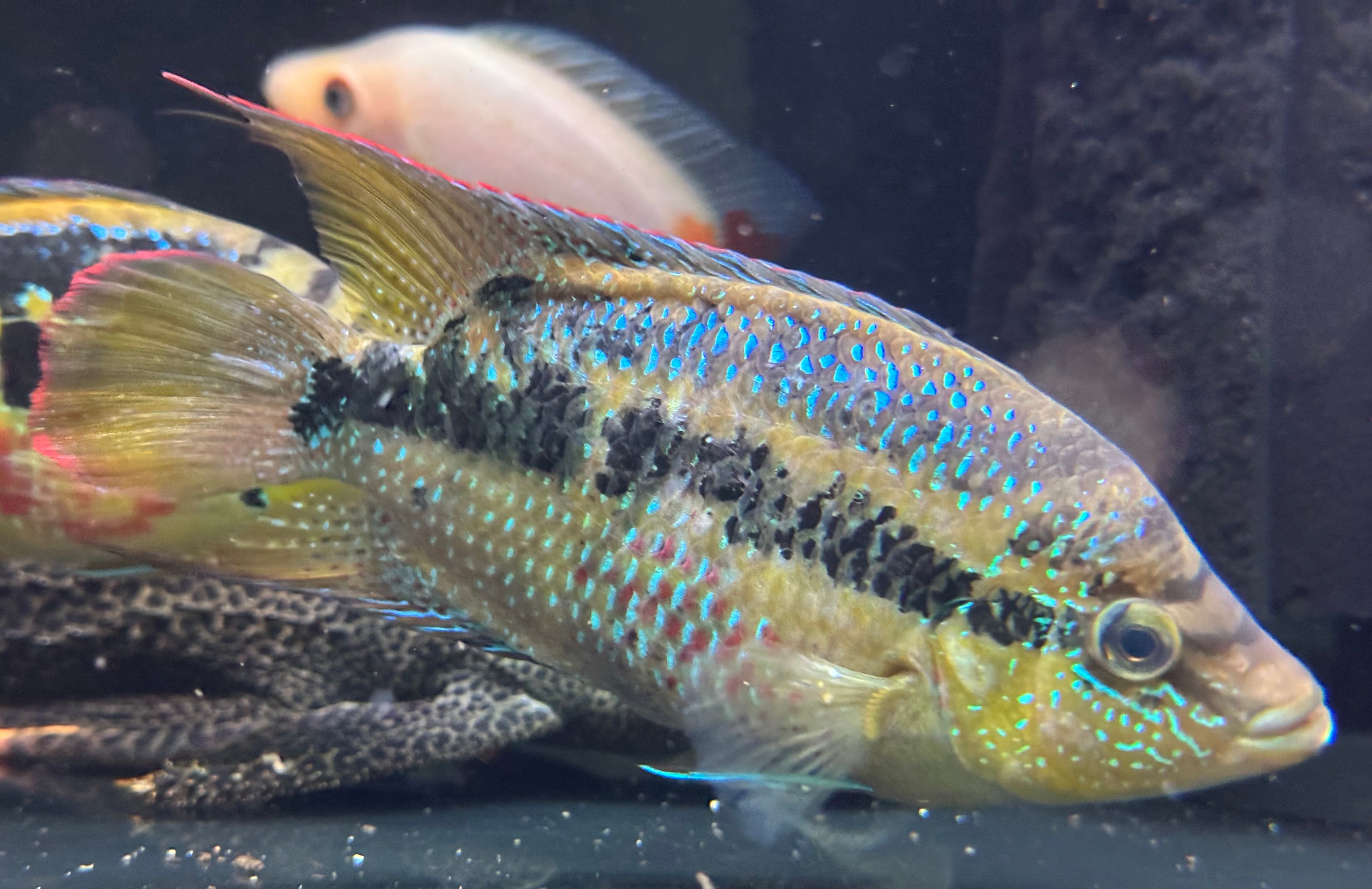 LARGE Salvini Cichlid Breeding Pair (6-7”)