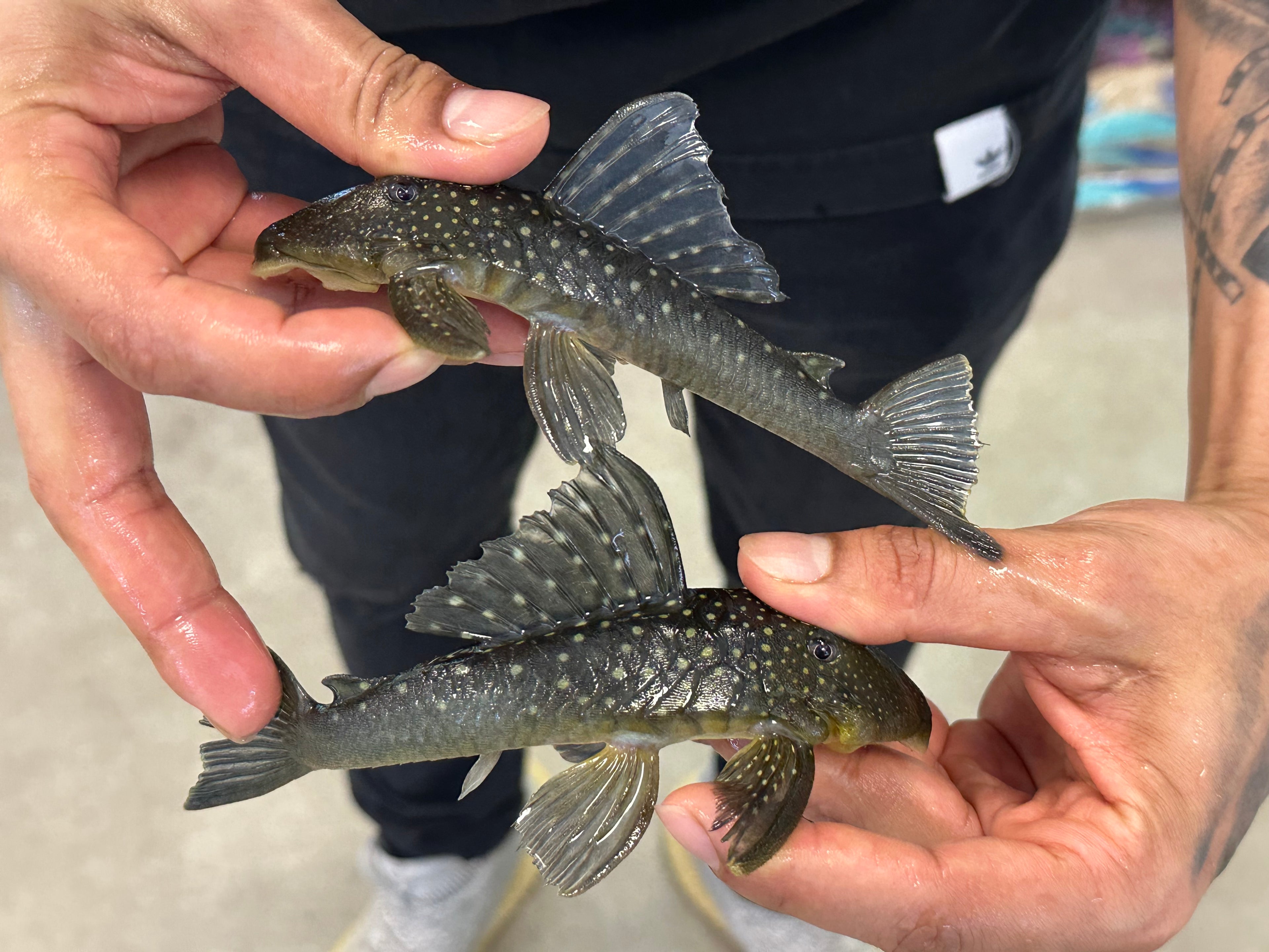 LARGE L128 Blue Phantom Pleco (5”)