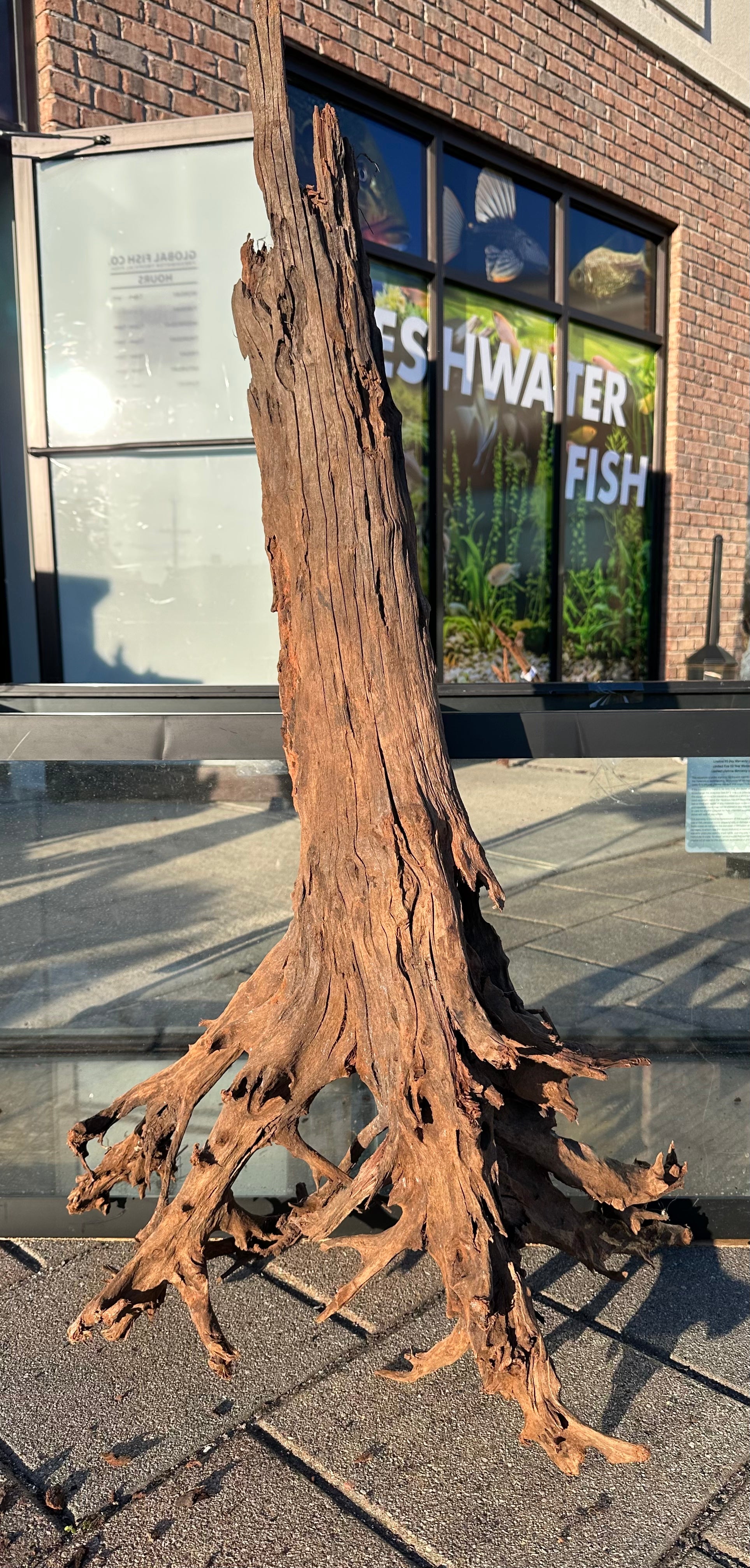 XL Malaysian Driftwood