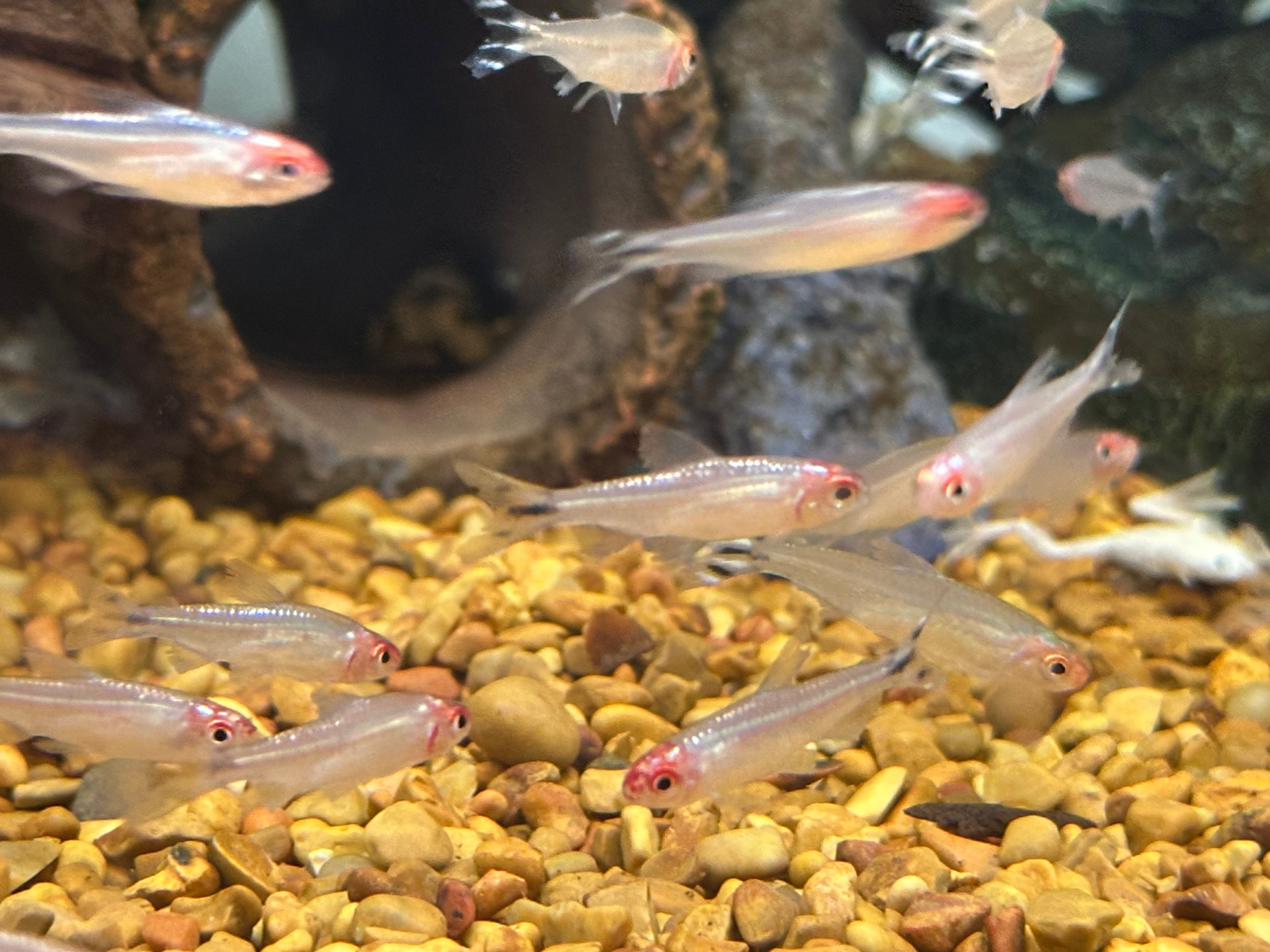 Brillianthead Rummynose Tetra (1.25”)