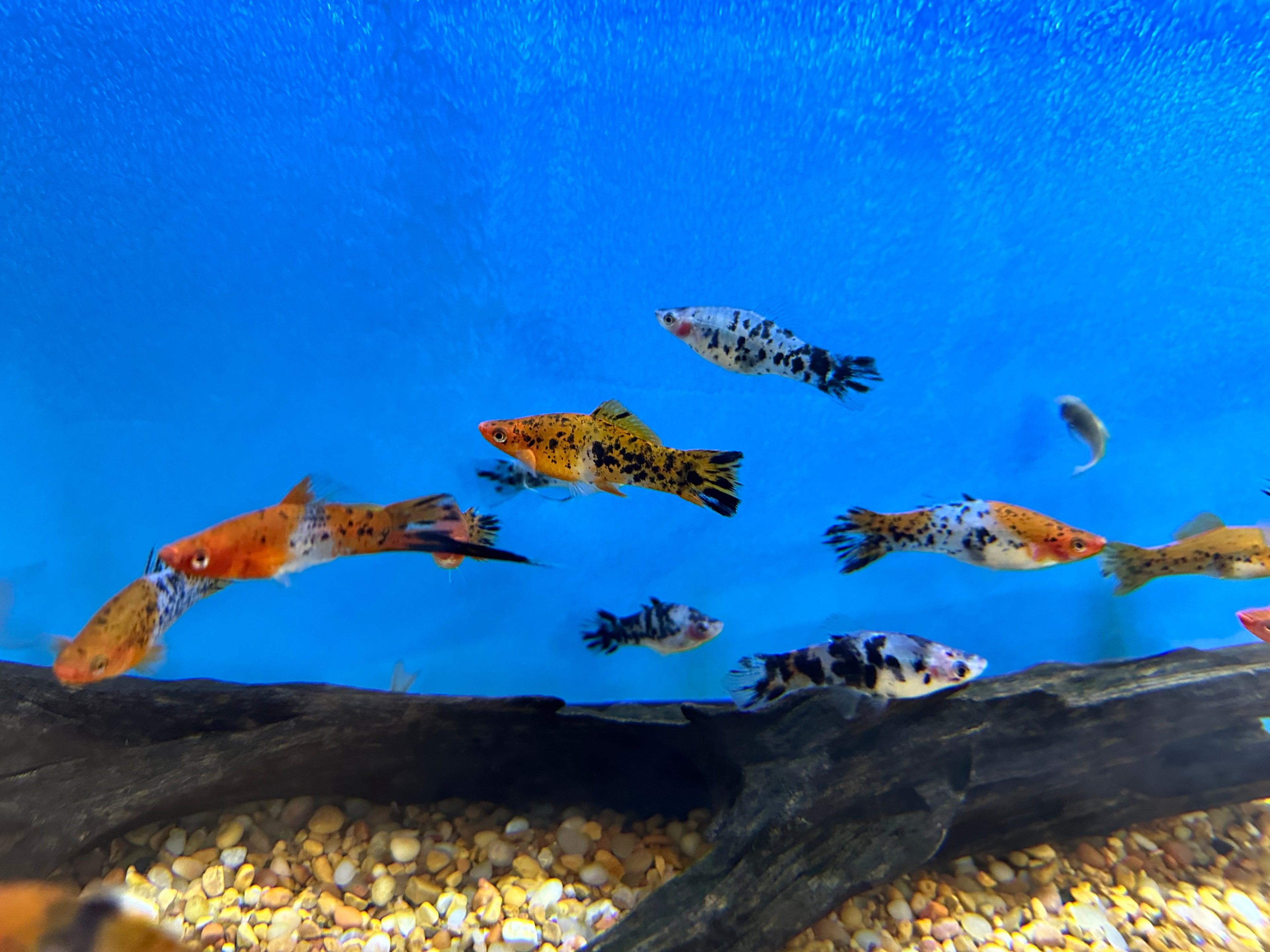 Large Showa Swordtail (2.25-3”)