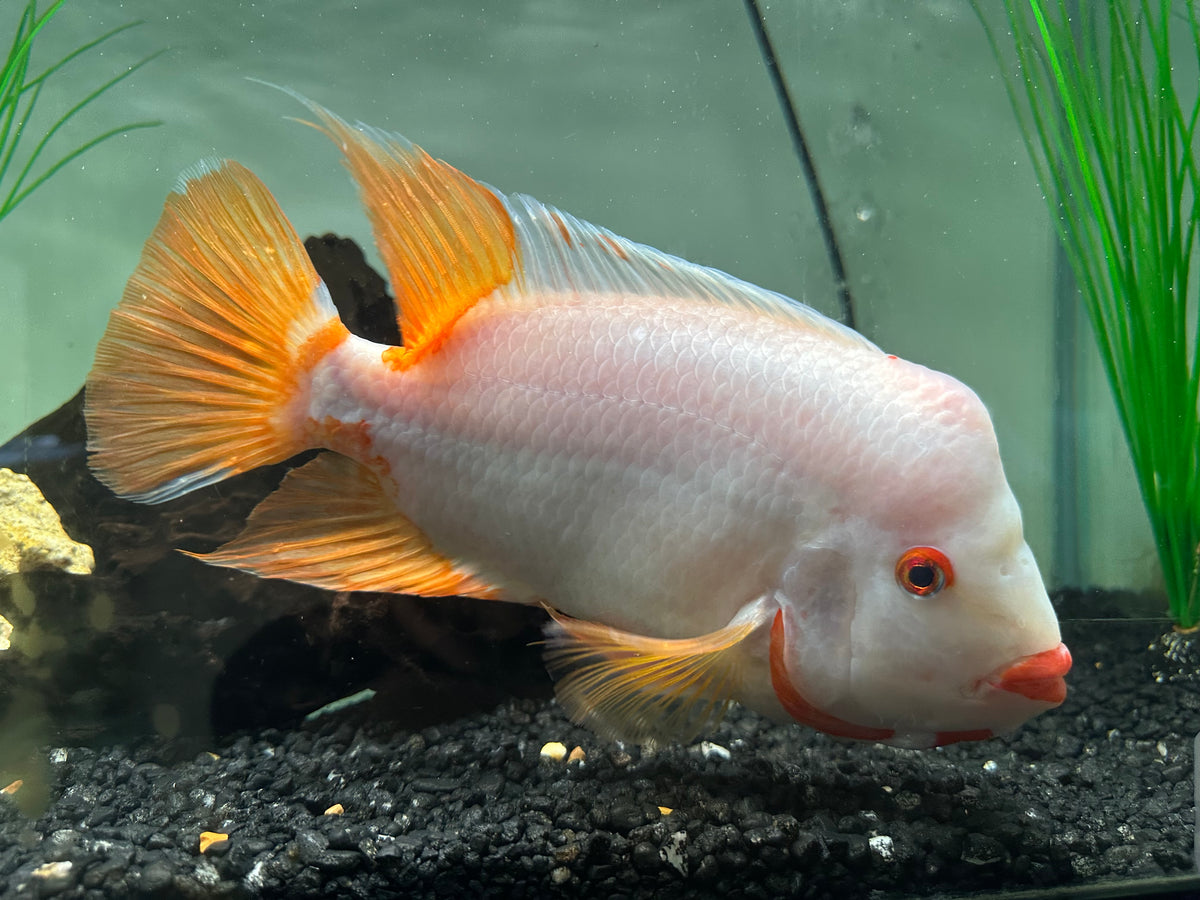 XL Creamsickle Midas Cichlid (8”)