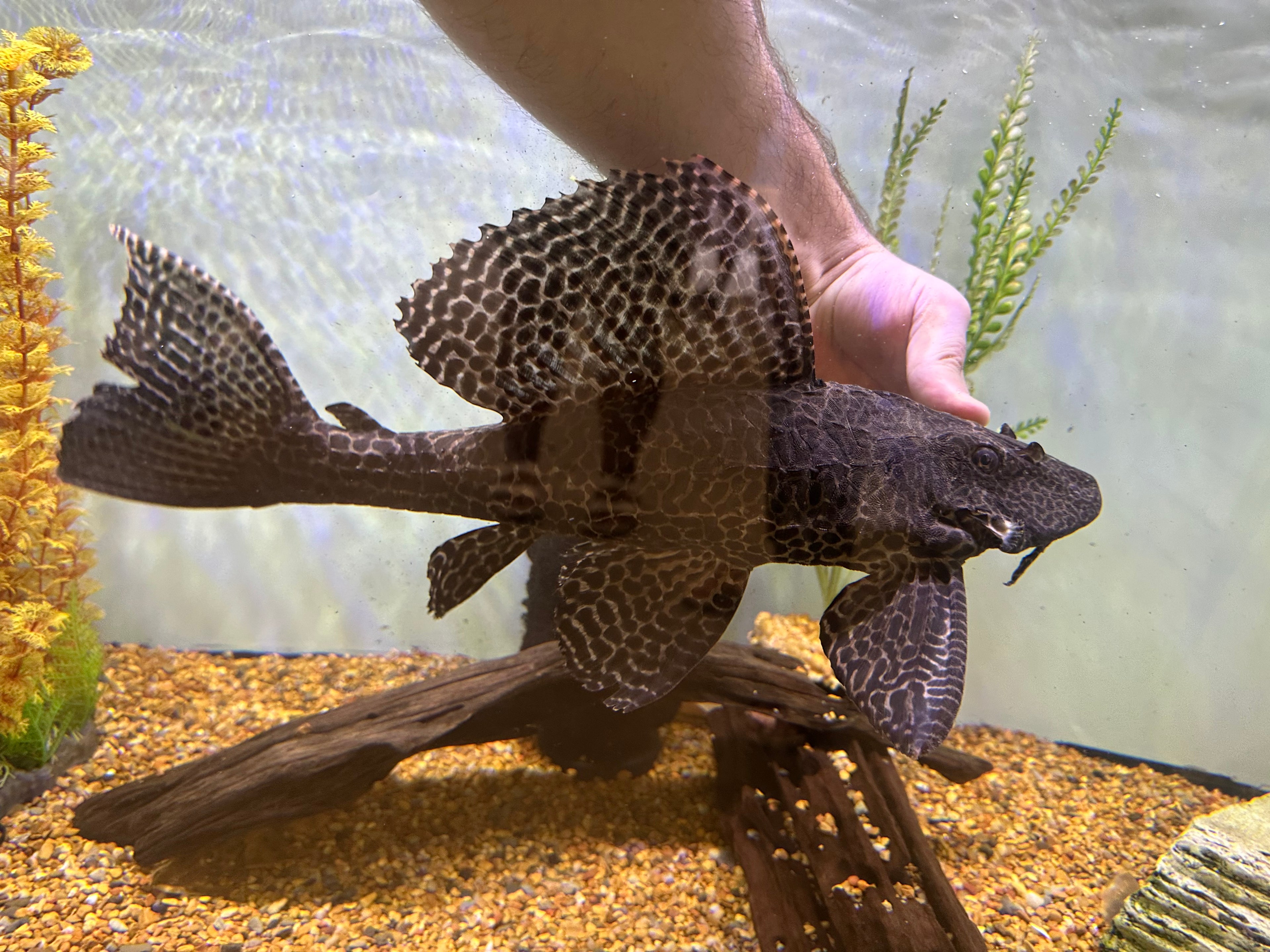 Jumbo Gibbicepts Pleco (14-15”)