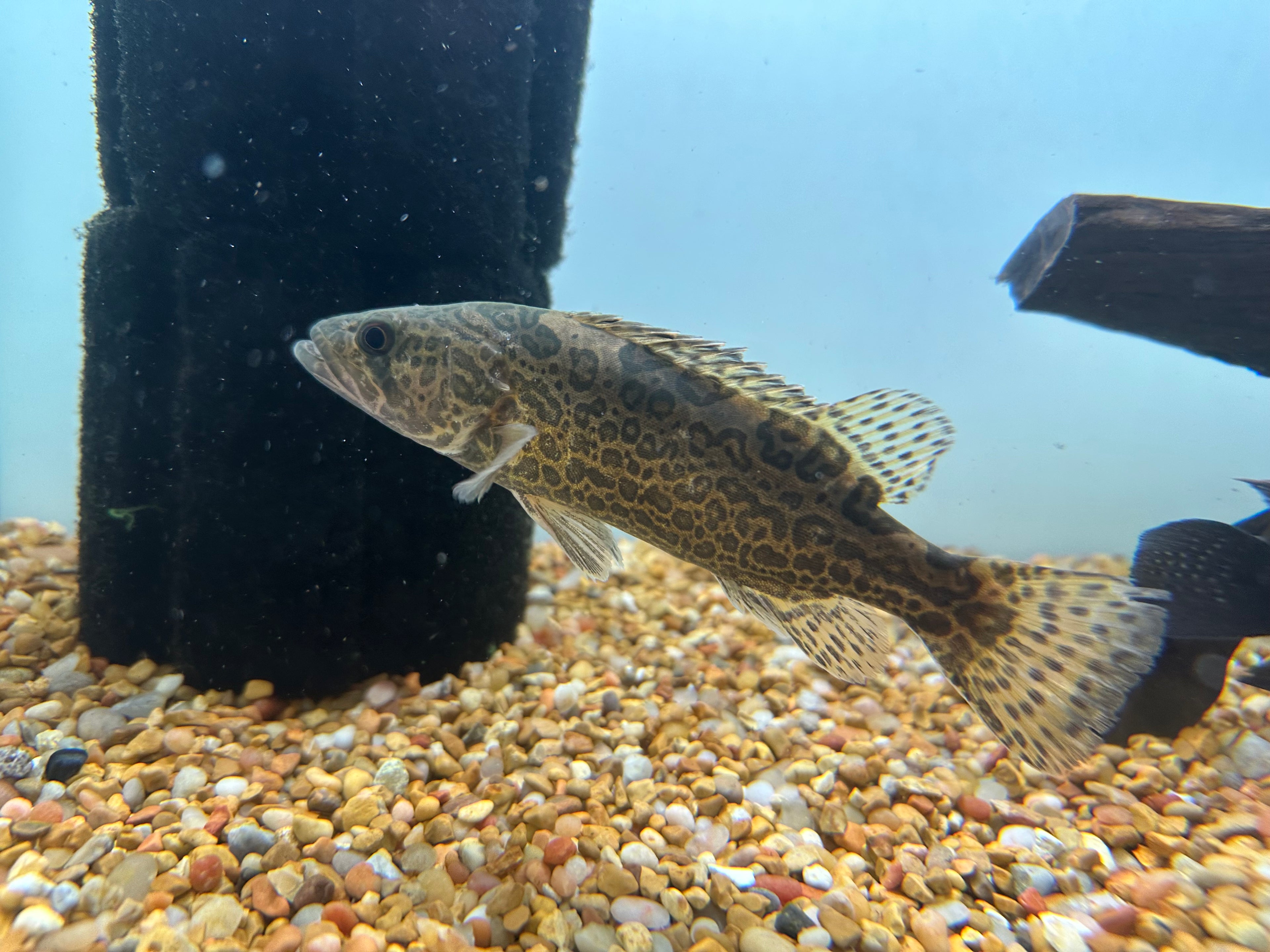 Leopard Perch (6”)