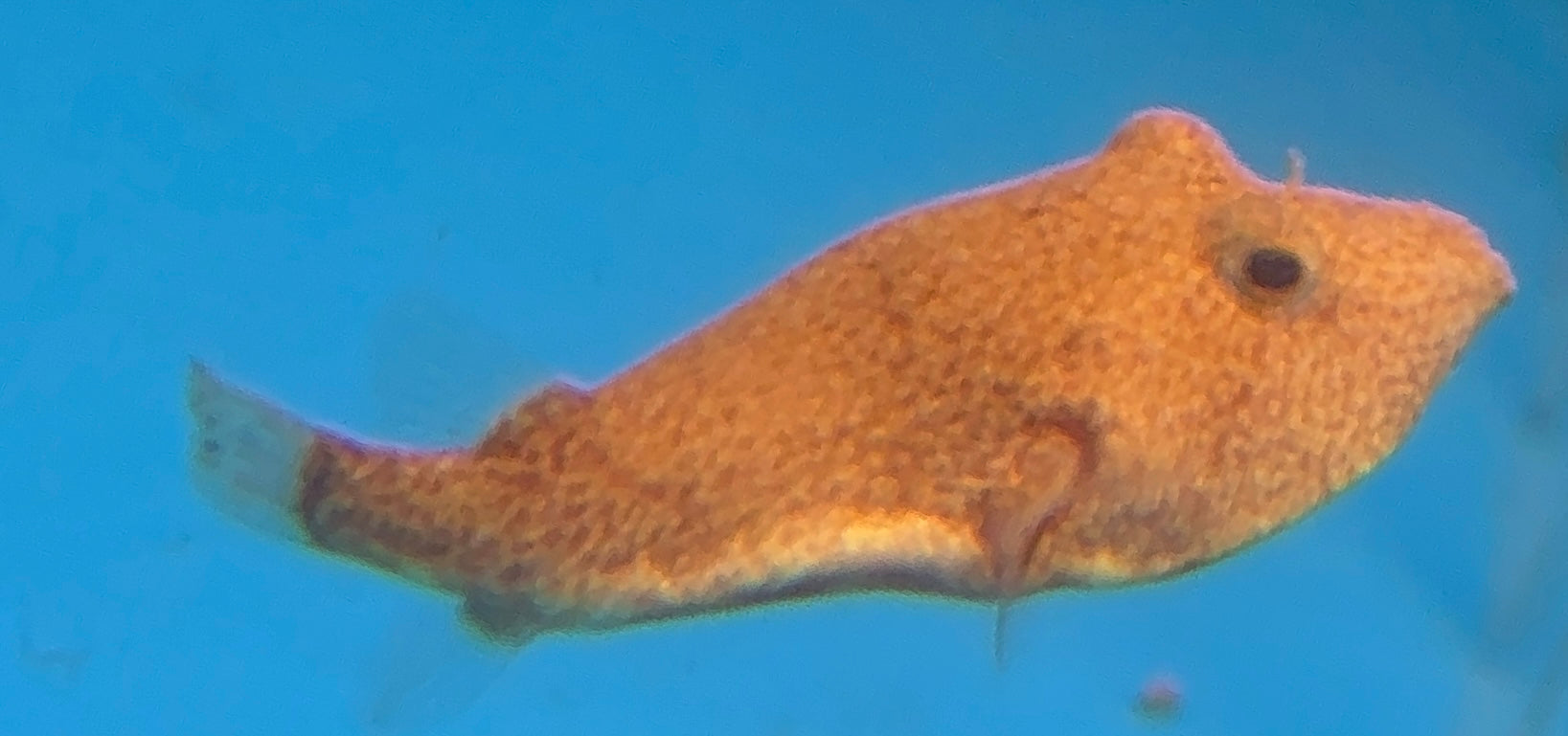 Red Mirius Puffer (1.75-2”)