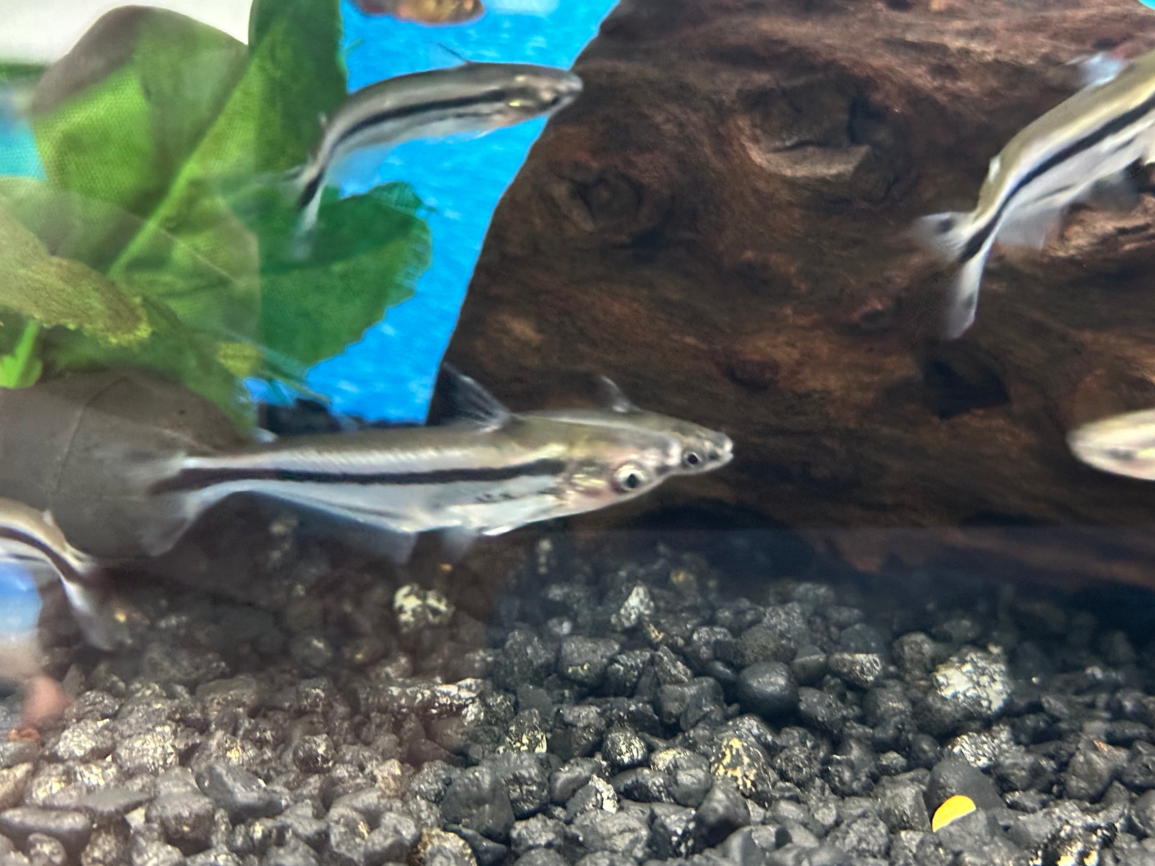 African Debawi Catfish (2.5”)