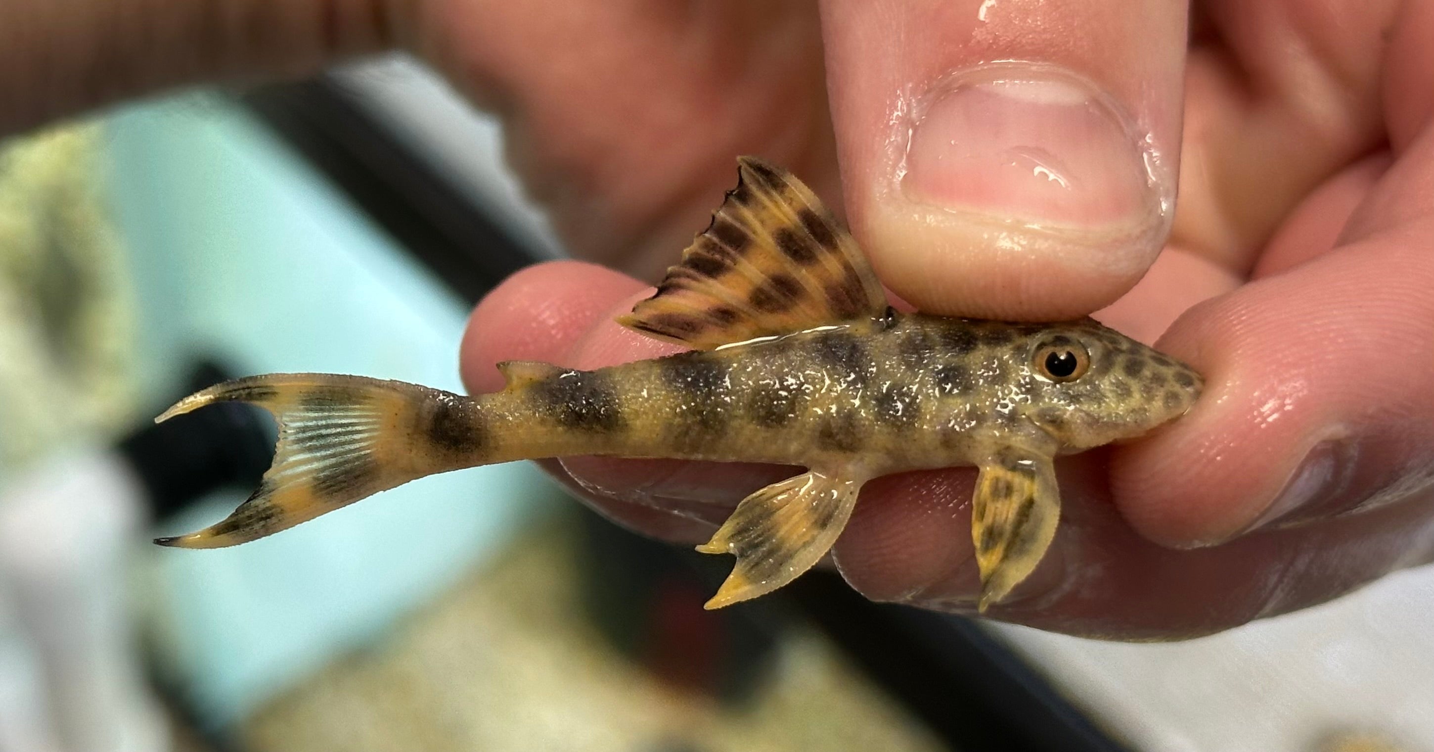 L075 Para Pleco (2”)