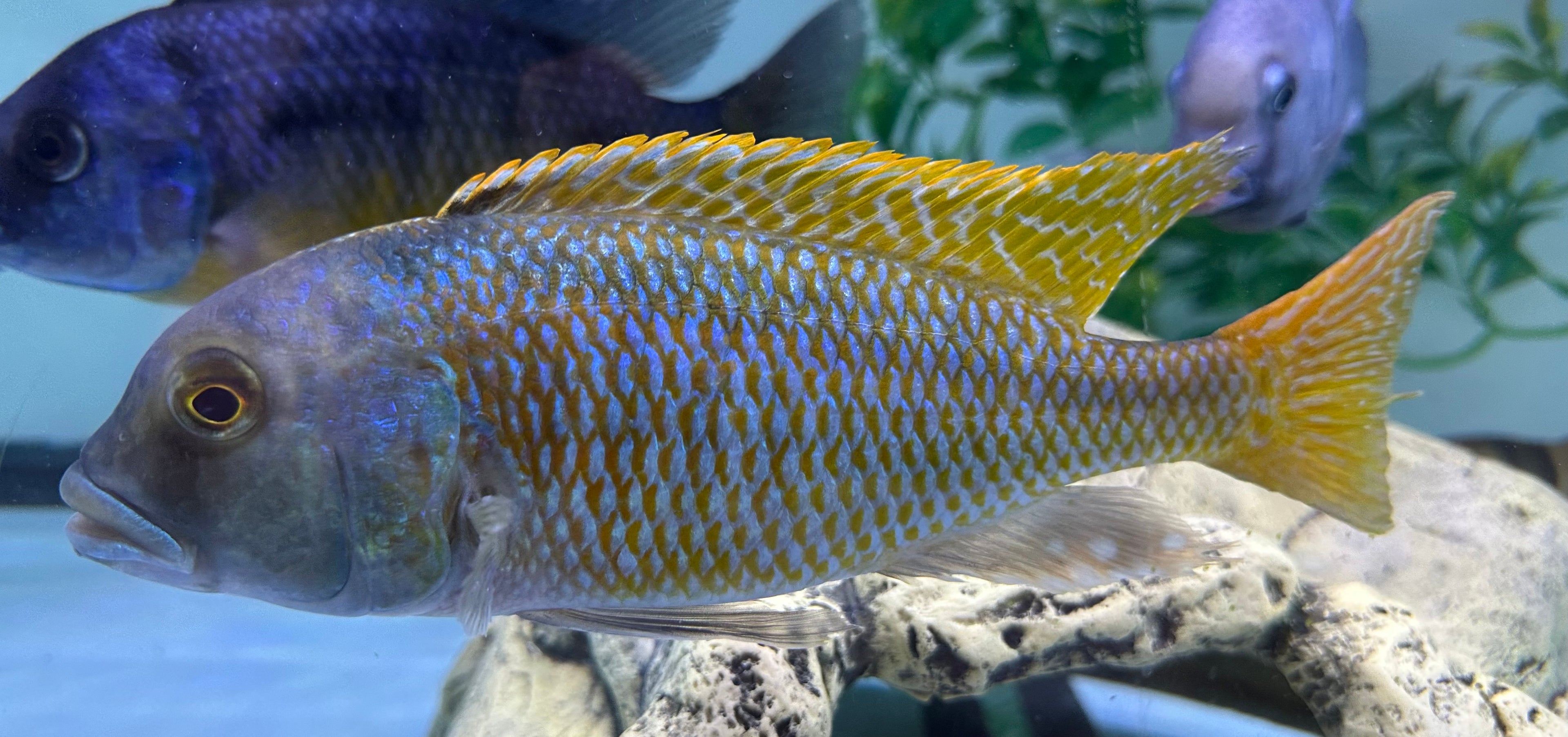 XL Buccochromis rhoadesi Cichlid (8-9”)